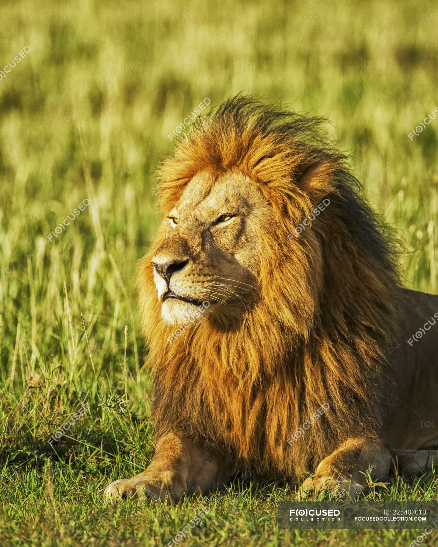 Majestuoso león peludo en hábitat natural — África, aire libre - Stock