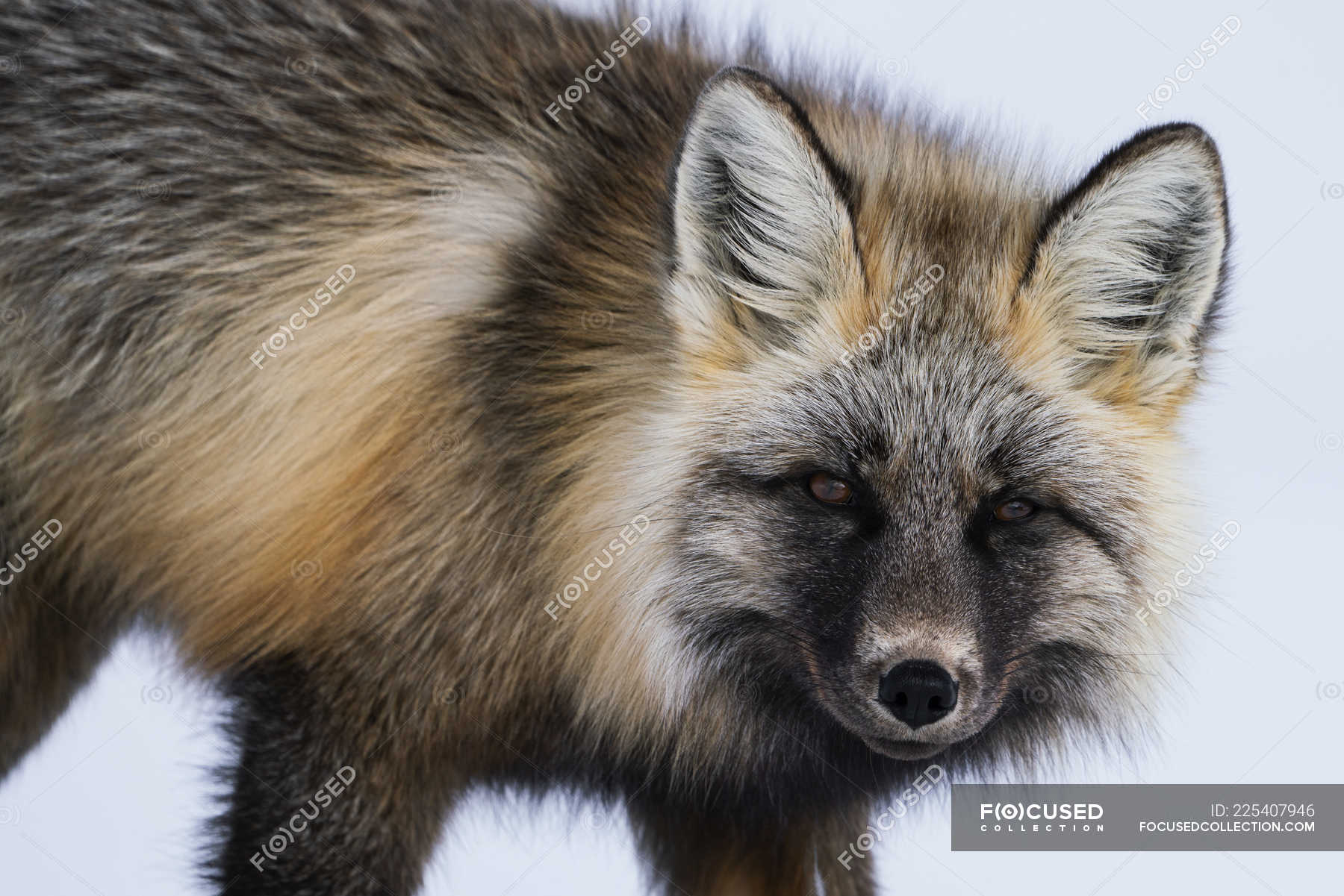 Cute Red Fox Walking In Winter Snow — Action Nature Stock Photo