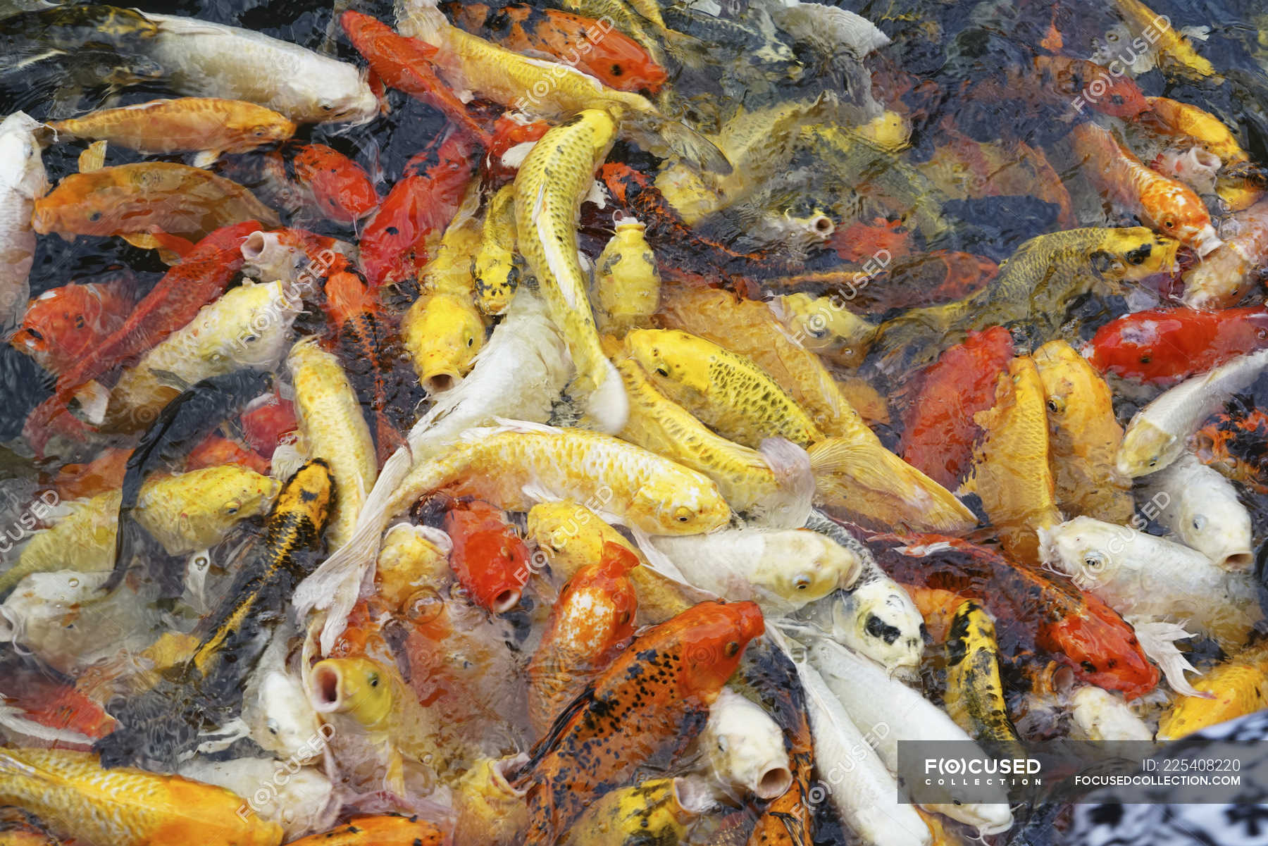 Koi fish in a pond; Thailand — details, abundant - Stock Photo | #225408220