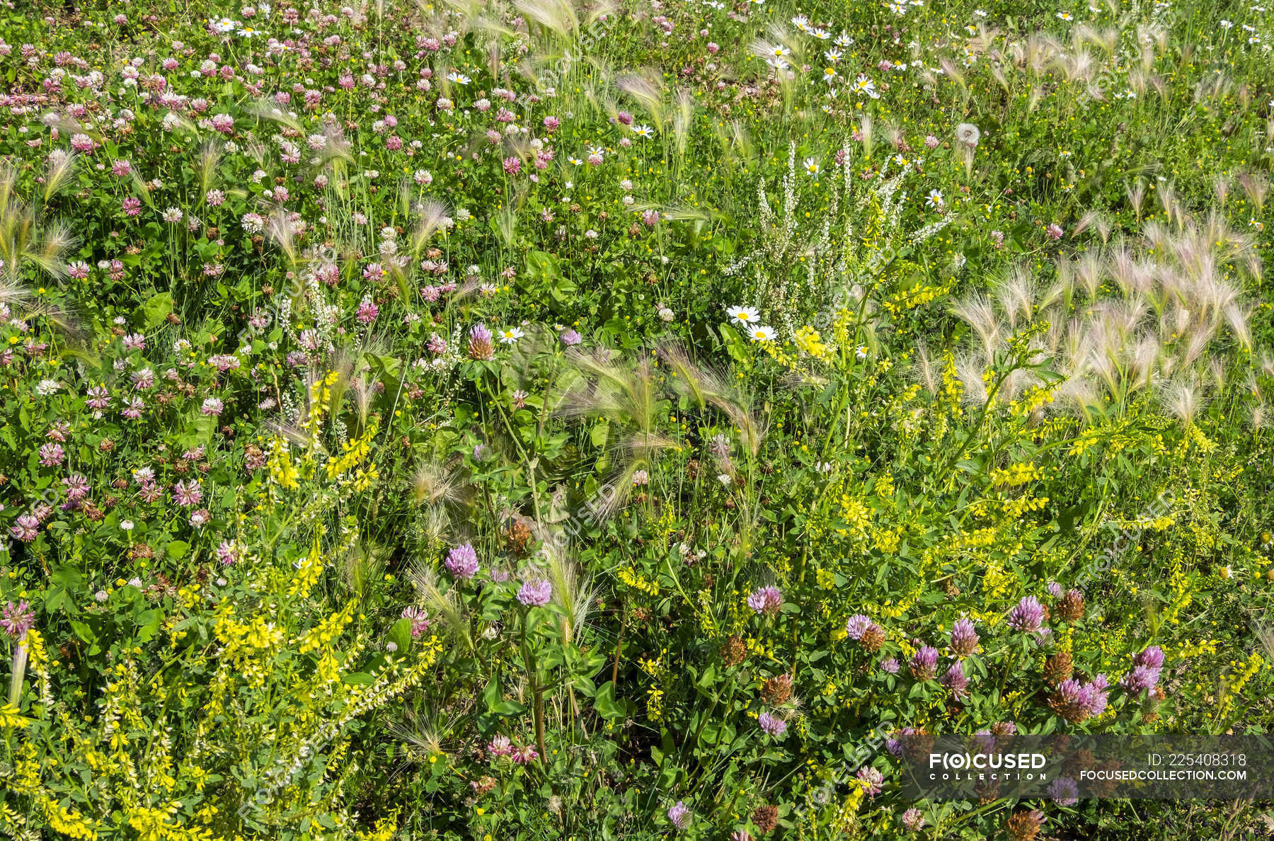 Weeds and wildflowers growing together in a field; Stony Plain, Alberta