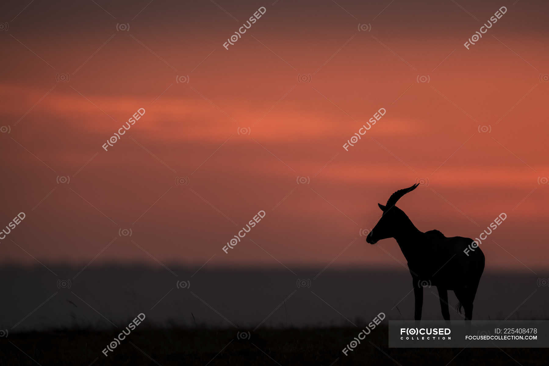 A topi (Damaliscus lunatus jimela) stands in profile on the horizon at