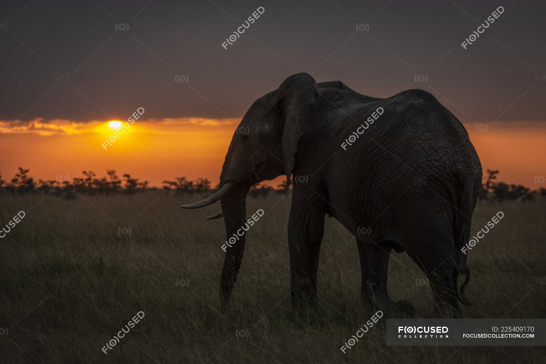 African bush elephant walks towards horizon at sunset, Maasai Mara