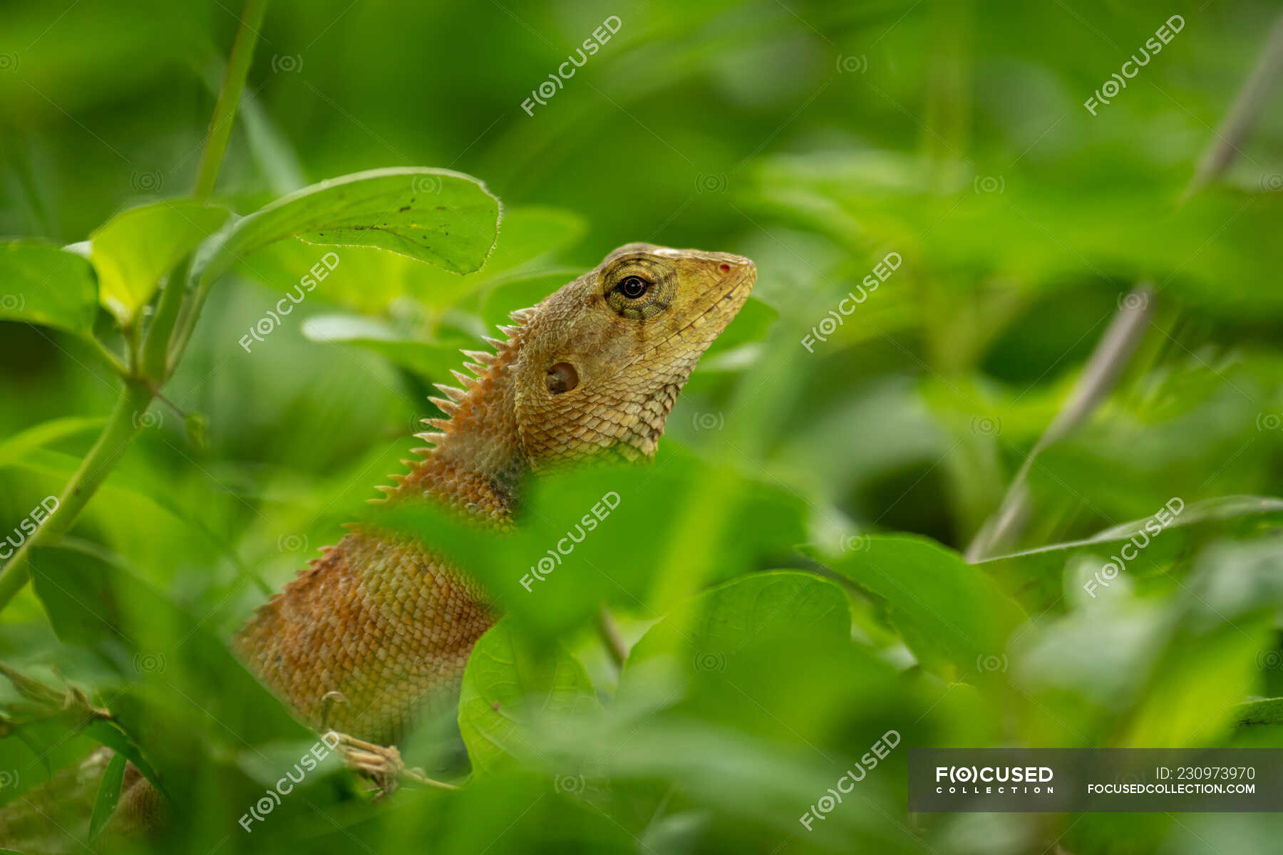 Close Up Of Oriental Garden Lizard Calotes Versicolor In Leaves Phnom Penh Phnom Penh Cambodia Outdoors Changeable Stock Photo 230973970