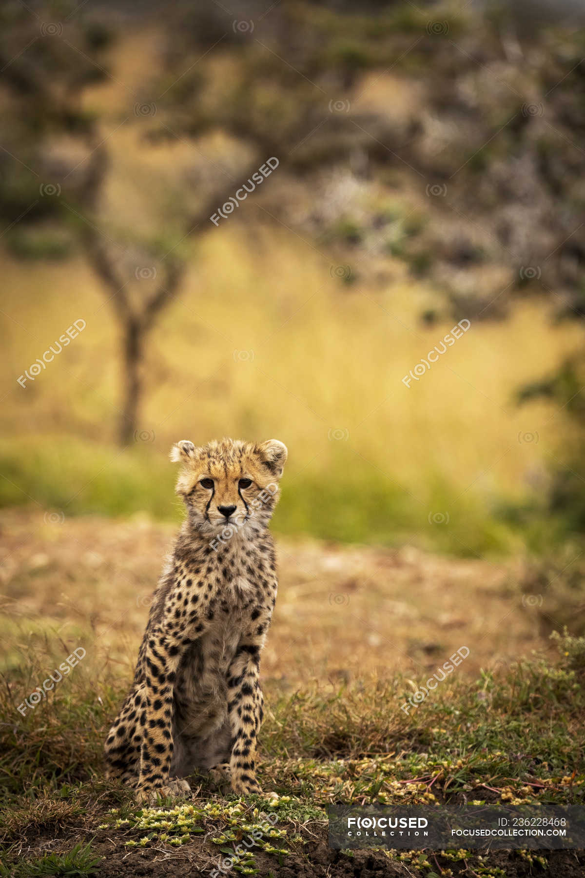 robot Bange for at dø Majroe Cute leopard sitting at wild nature, blurred background — predator, zoo -  Stock Photo | #236228468