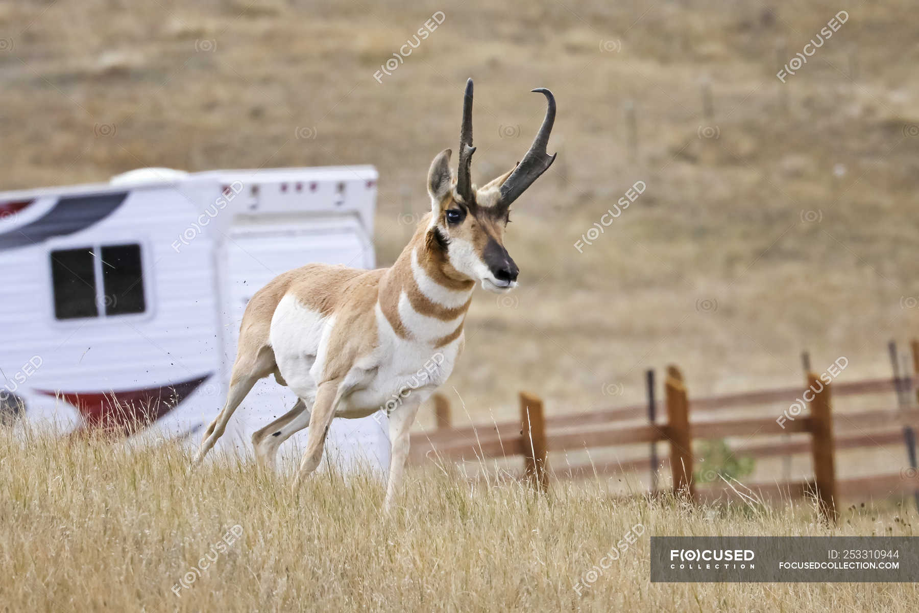 Wild beautiful pronghorn at natural habitat in North America ...