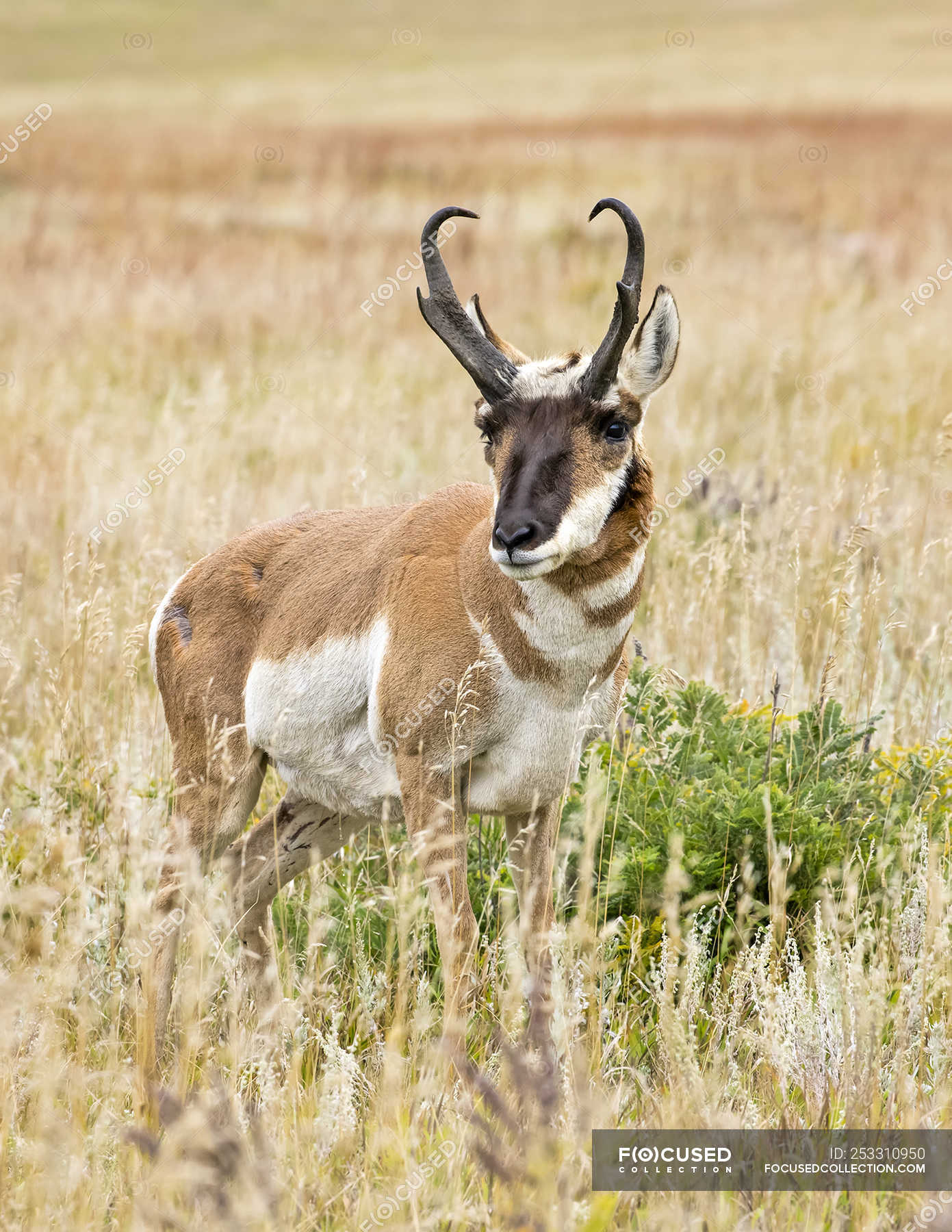 Wild beautiful pronghorn at natural habitat in North America ...