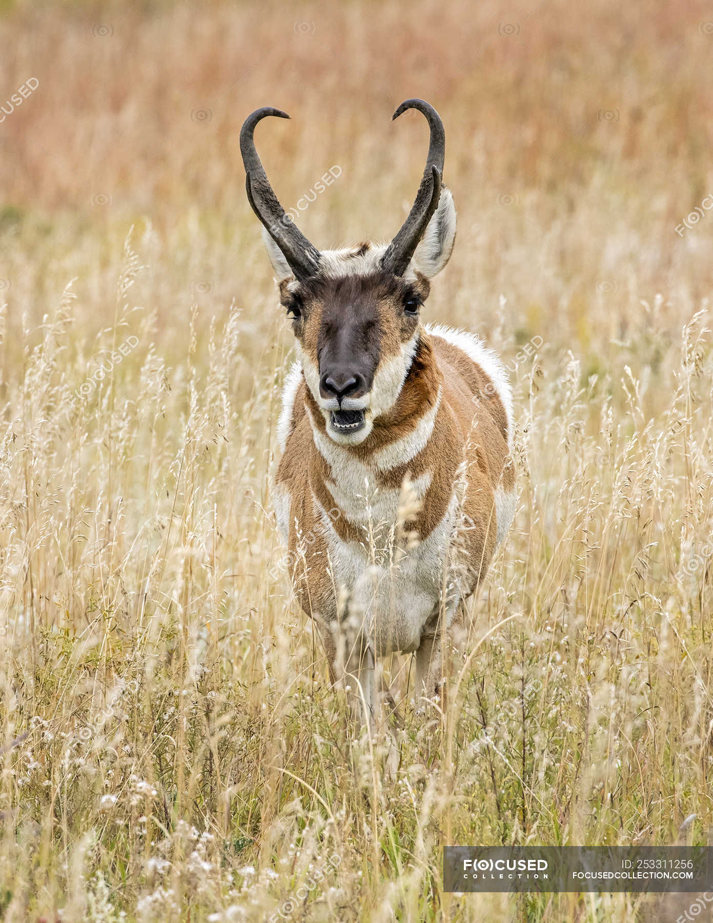 Wild beautiful pronghorn at natural habitat in North America — nature ...