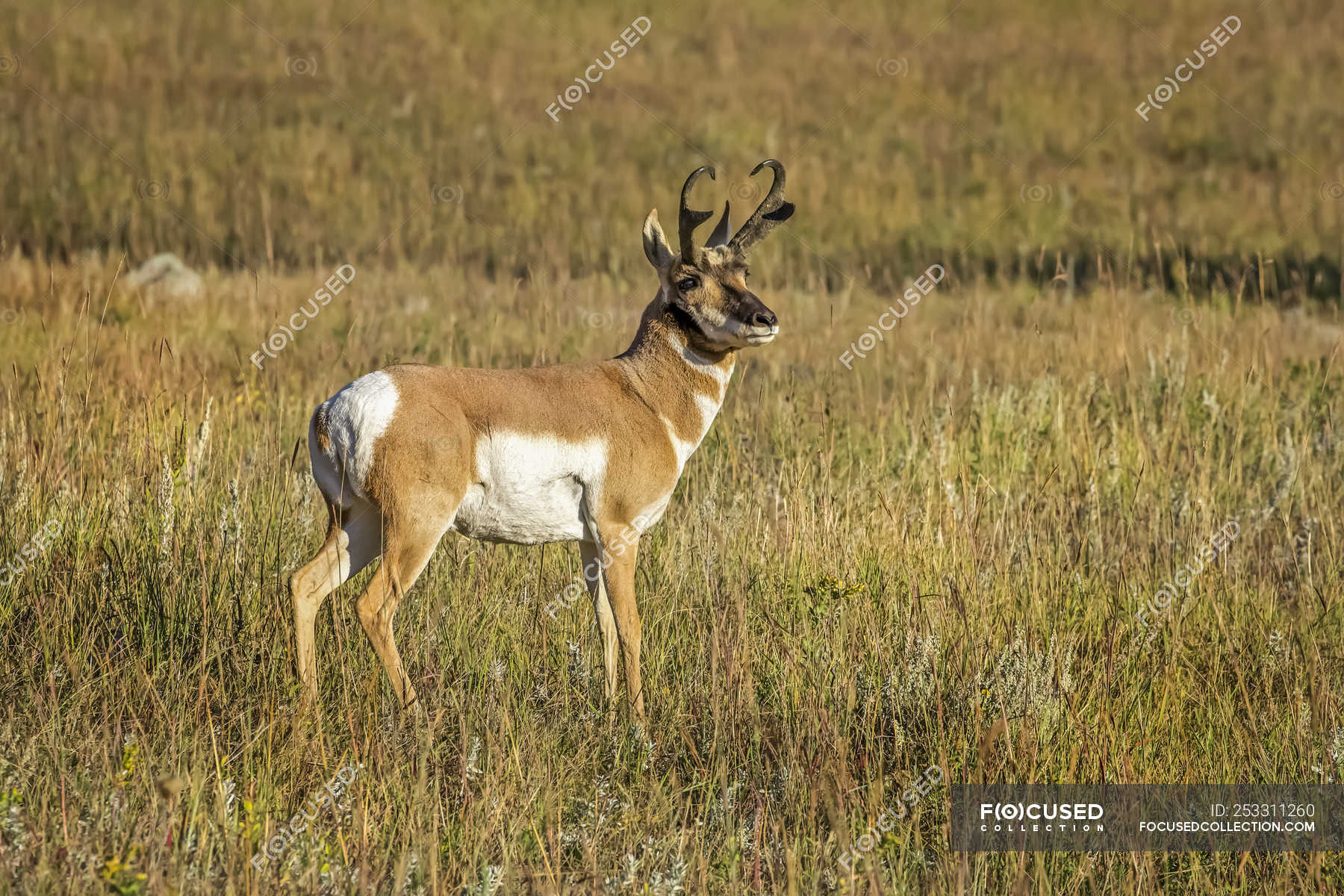 Wild beautiful pronghorn at natural habitat in North America ...