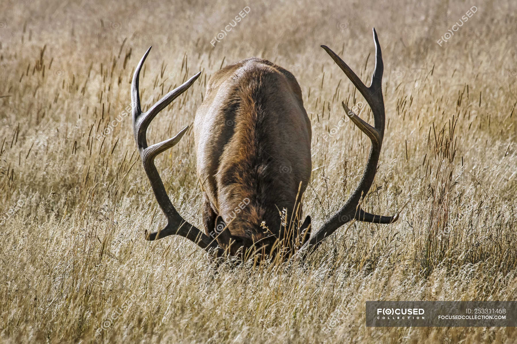 Scenic shot of Bull Elk in natural habitat — rural, animal Stock