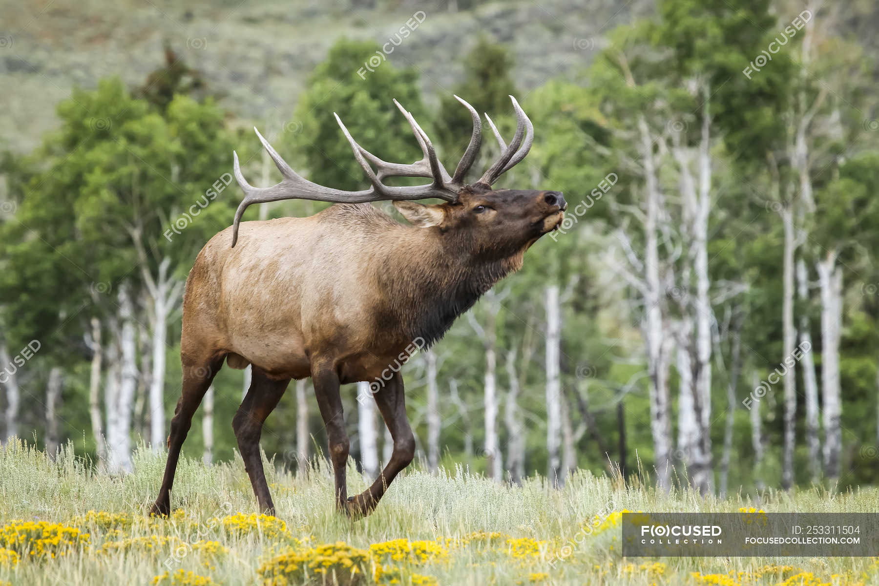 Scenic shot of Bull Elk in natural habitat — animal, daytime Stock