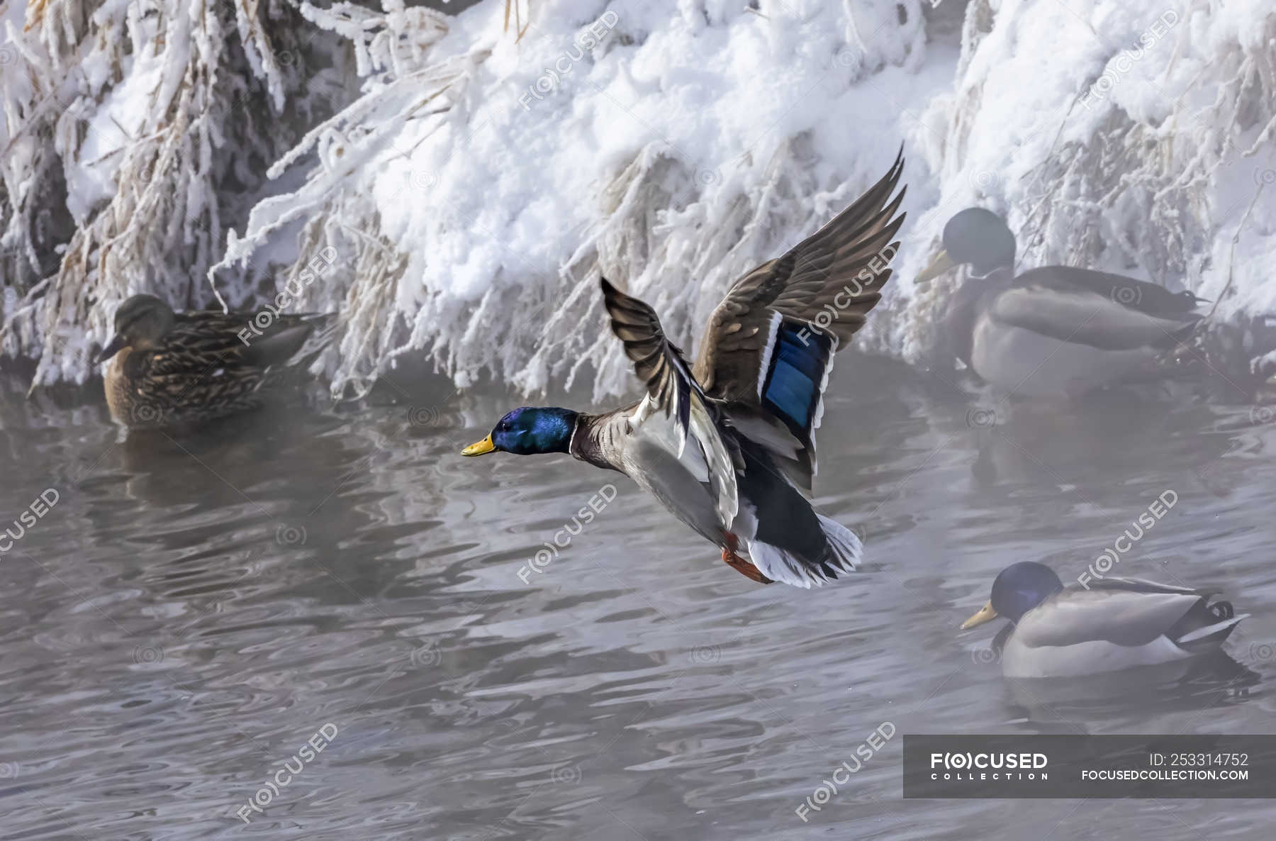 mallard duck landing