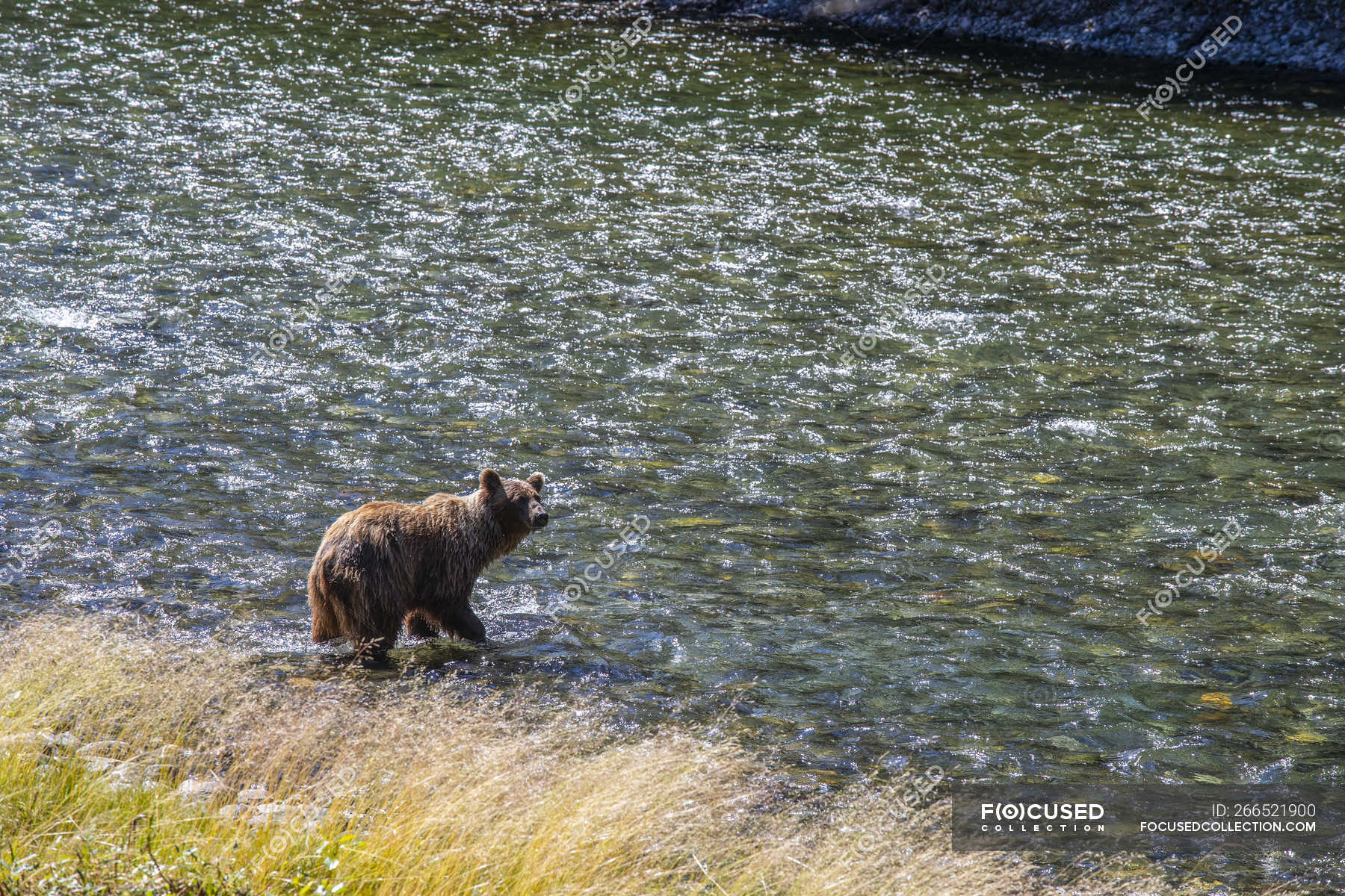 Grizzly bear along the shore of Taku River; Atlin, British Columbia