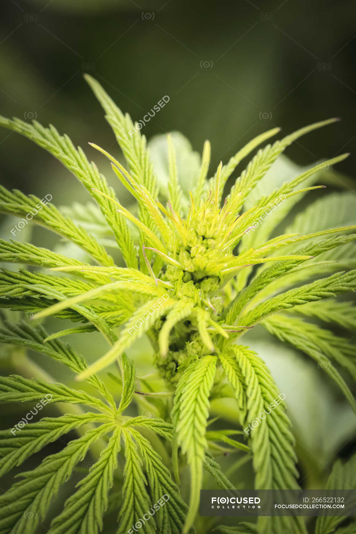 Close-up of a young male cannabis plant and flowers, Marina, California ...