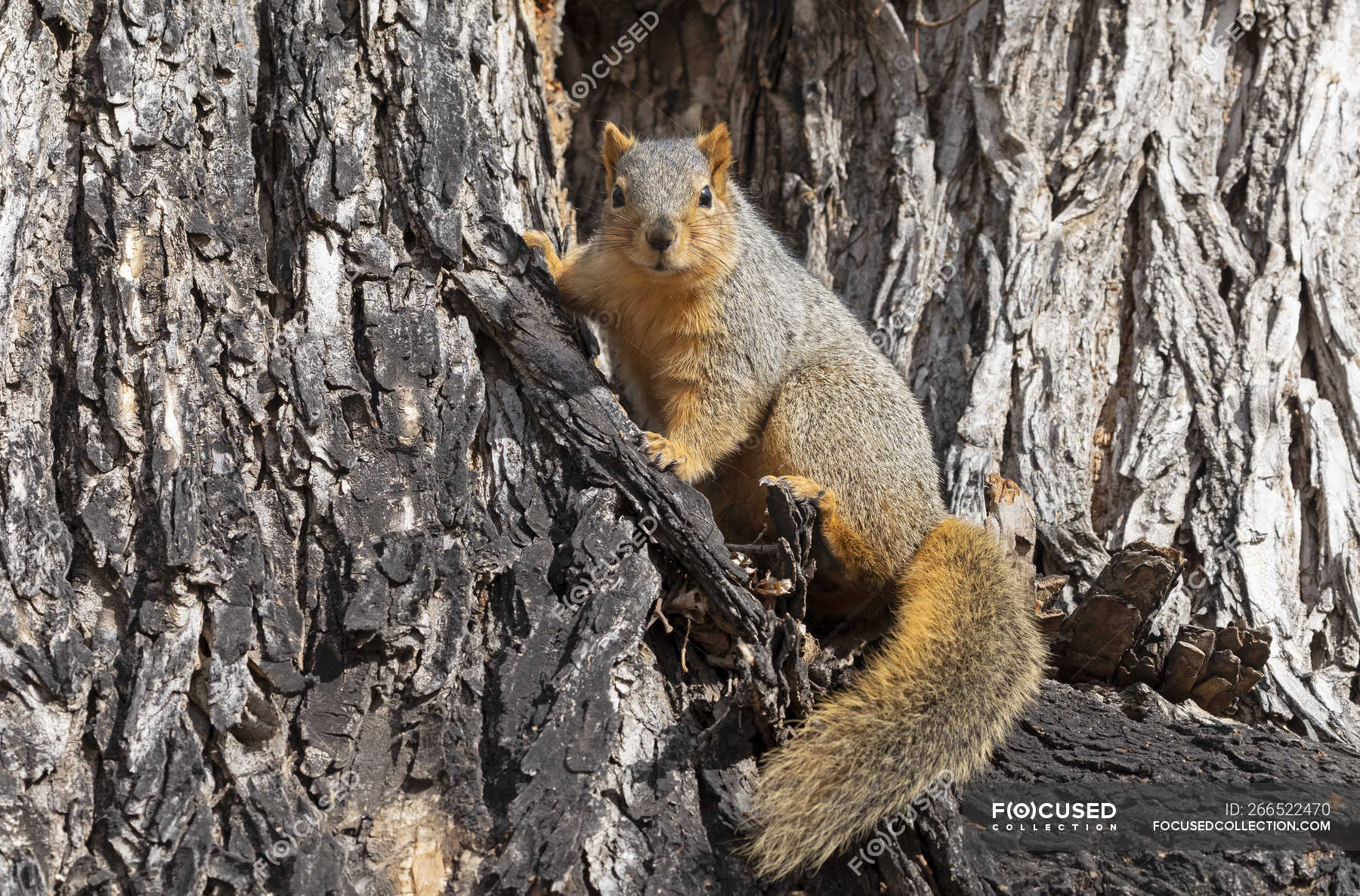 Red Fox Squirrel In A Tree Wild Life Sciurus Niger Watchful Stock Photo