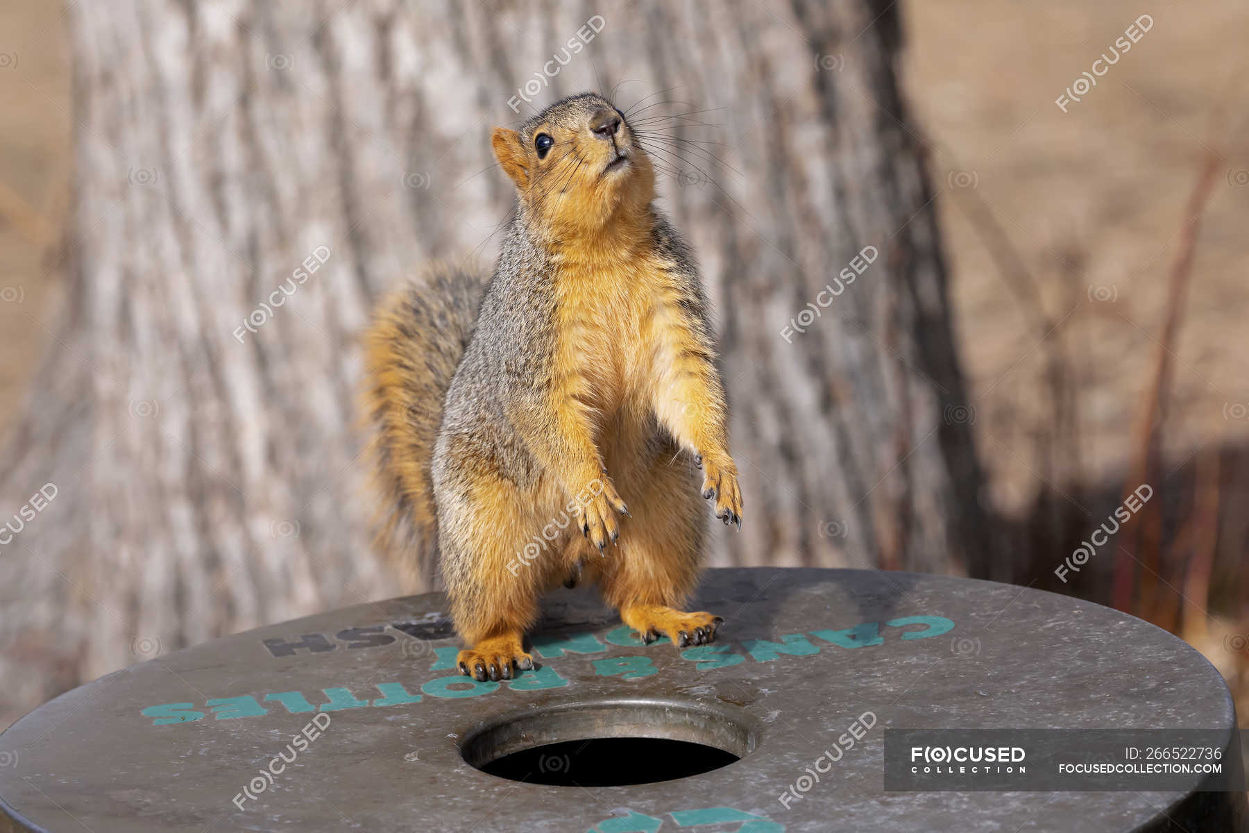 Red Fox Squirrel In A Tree Wild Life Curious Animal Stock Photo