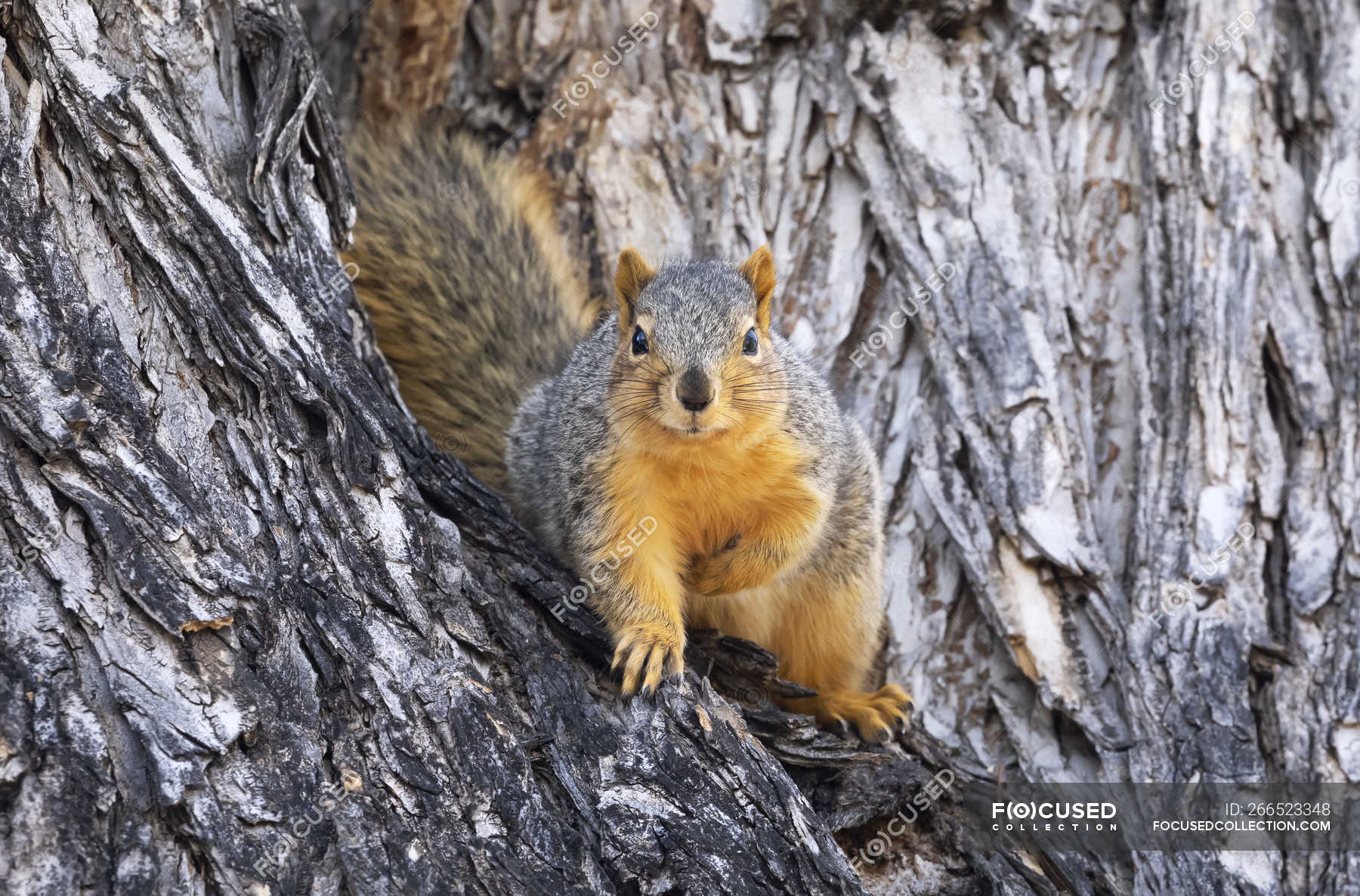 Red Fox Squirrel In A Tree Wild Life Looking At Camera Alert Stock Photo