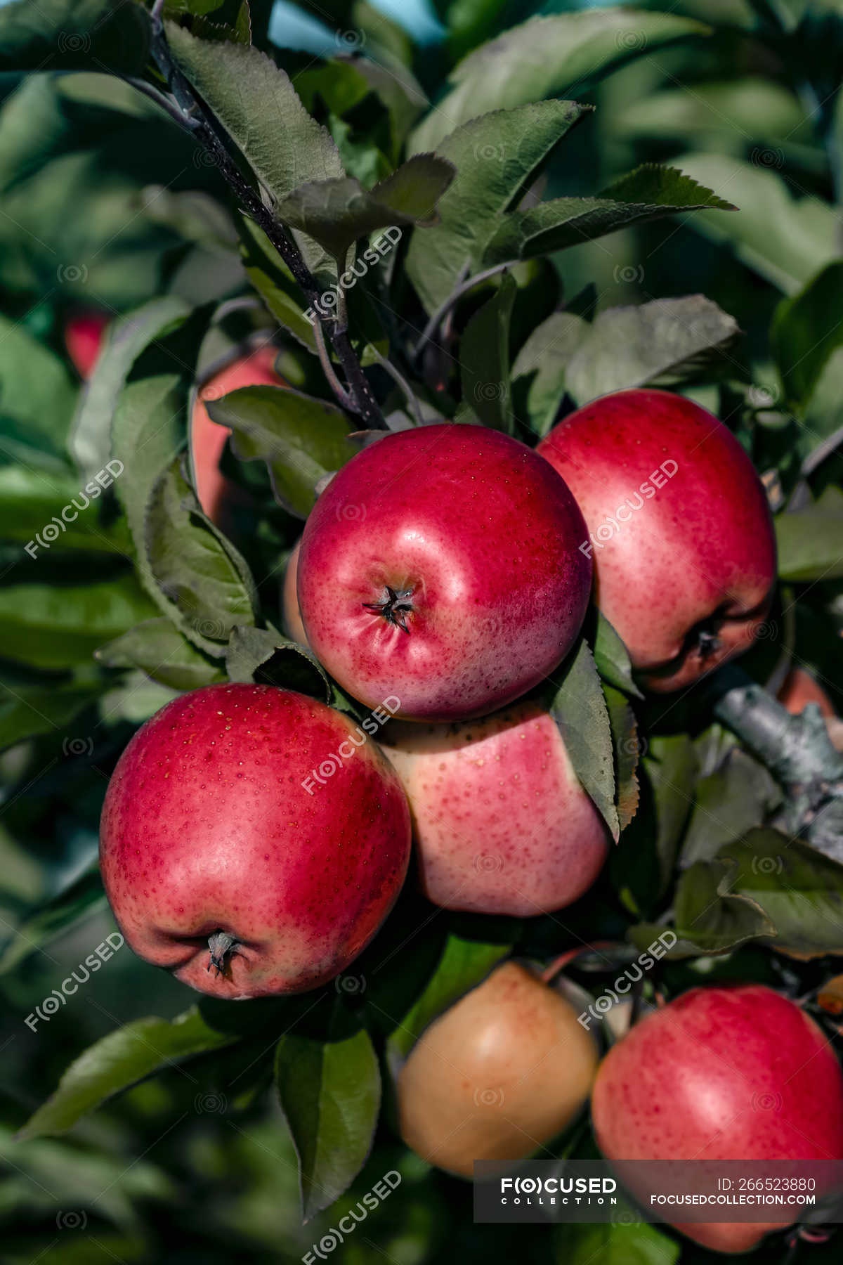 Honeycrisp apples on the tree, Annapolis Valley, Nova Scotia, Canada