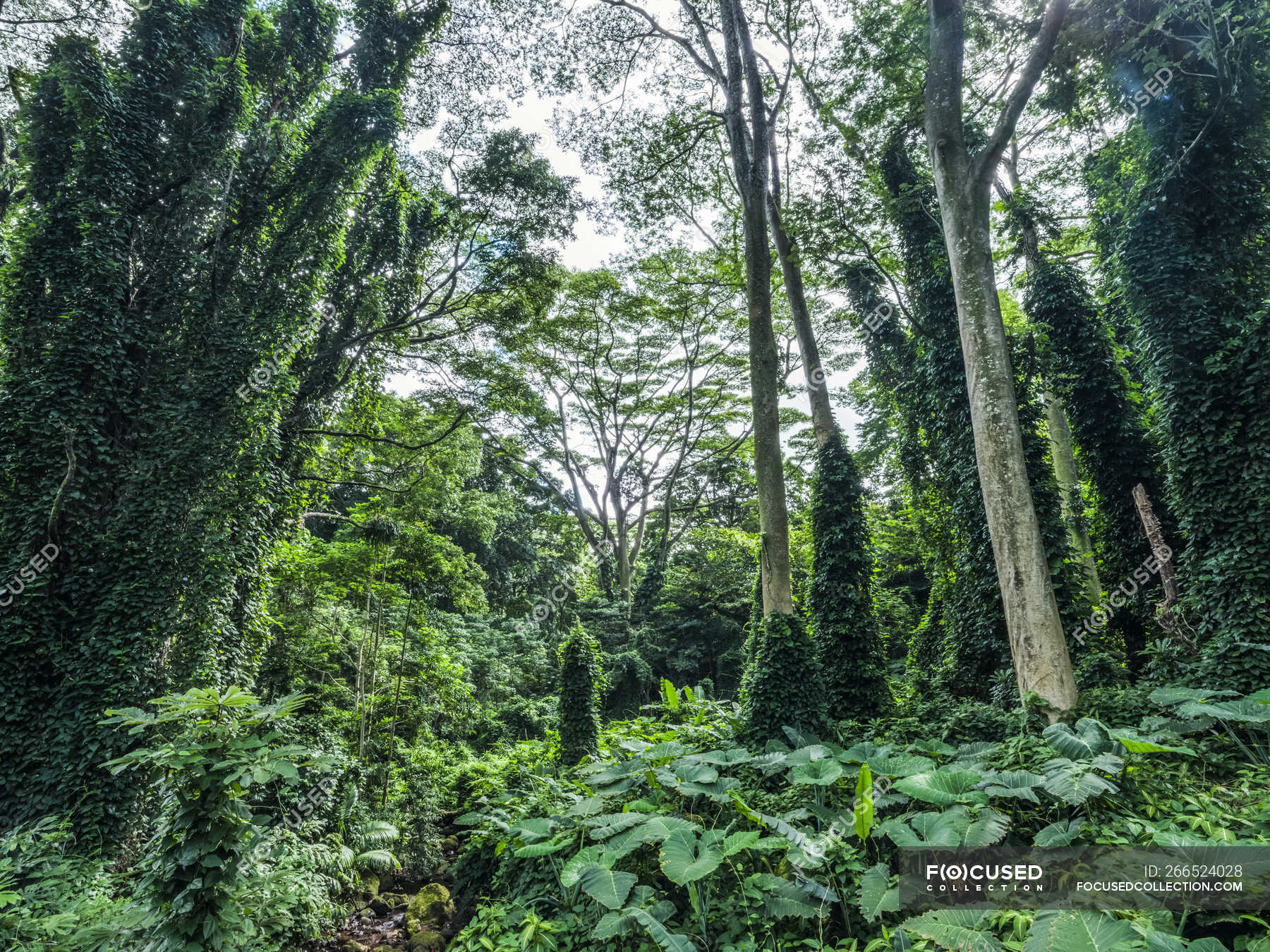 Lush Vegetation In A Rainforest In Hawaii Oahu Hawaii United States