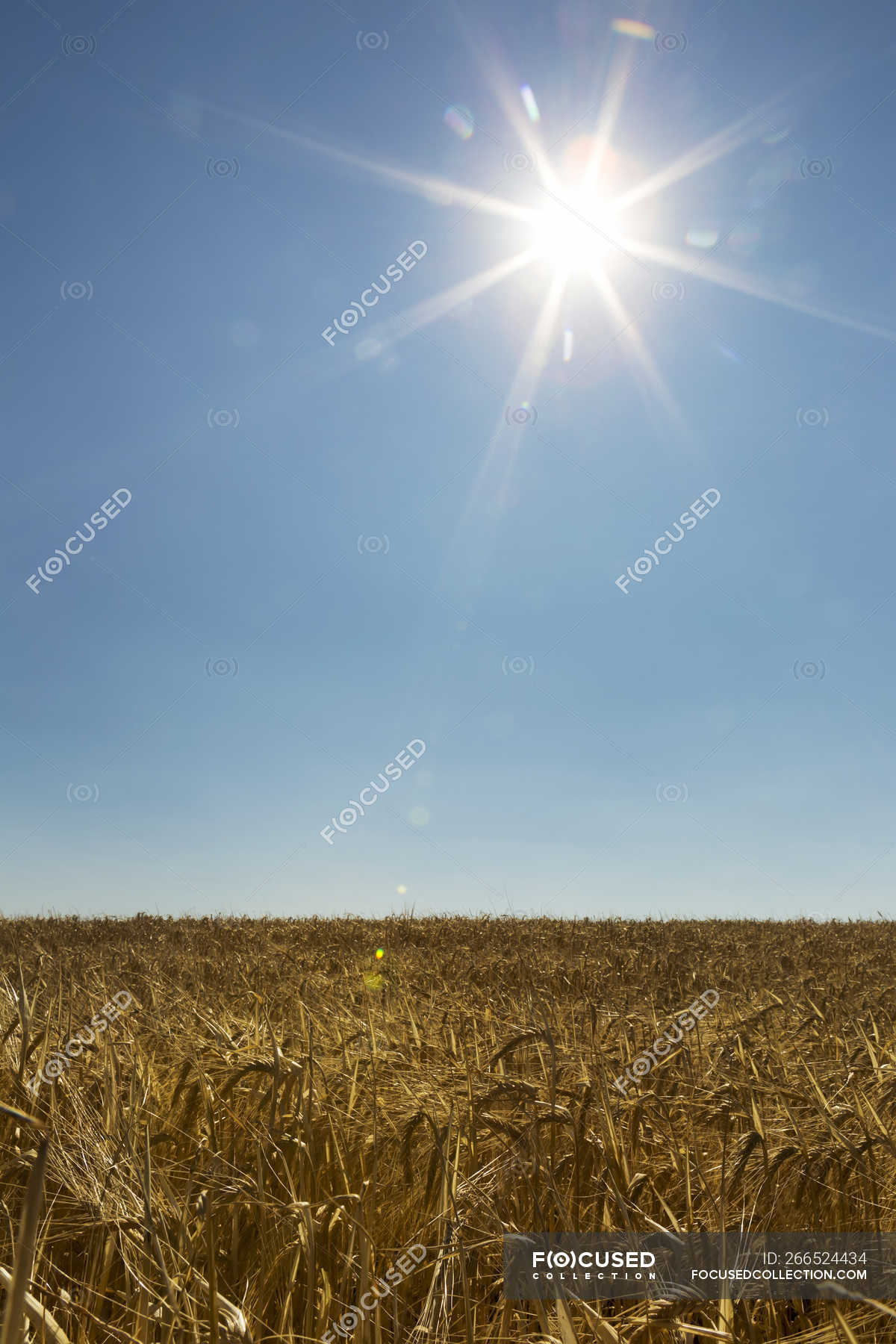 Golden barley field with sunburst and blue sky; Acme, Alberta, Canada