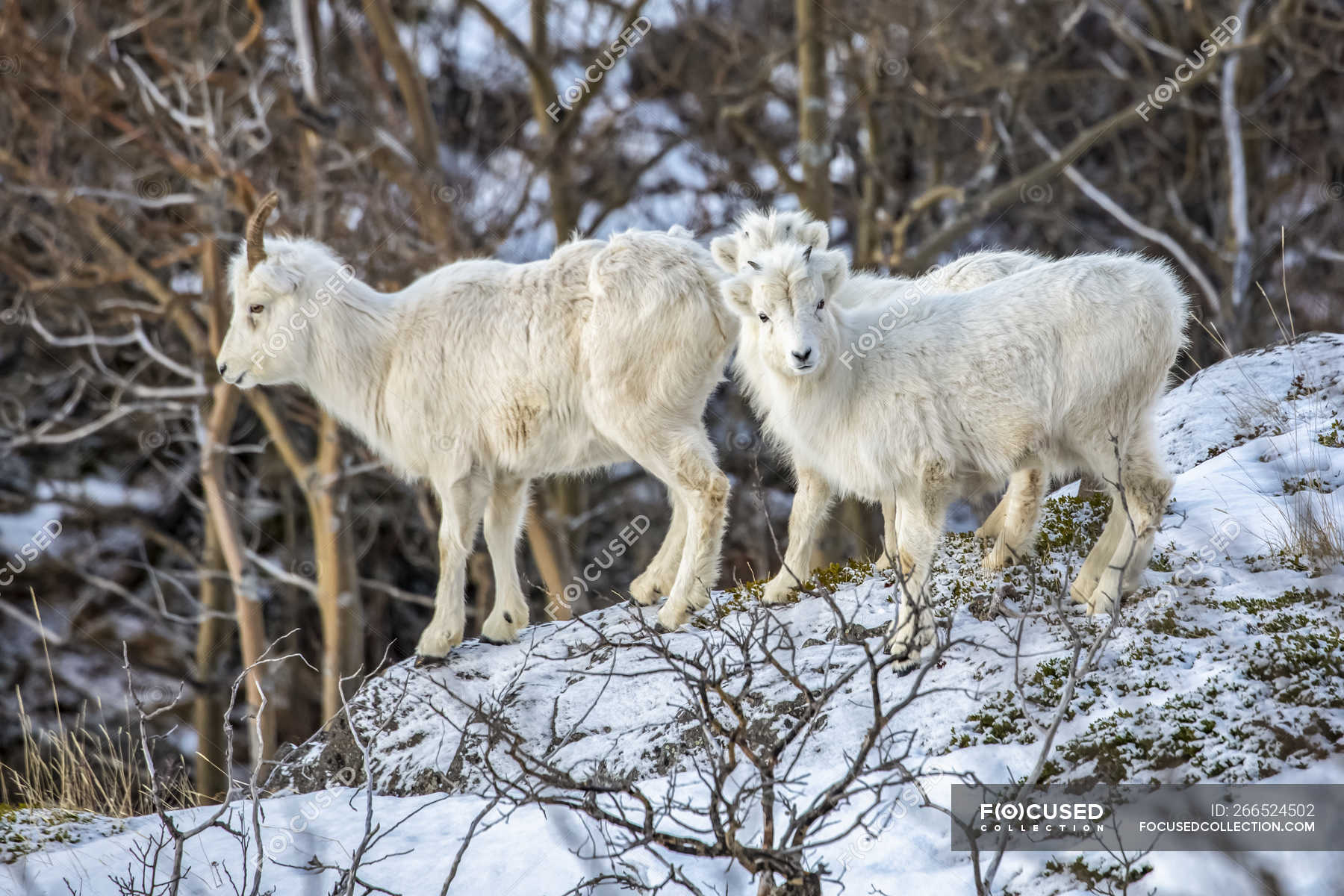 Dall sheep ewe and lambs in the Windy Point area outside Anchorage ...