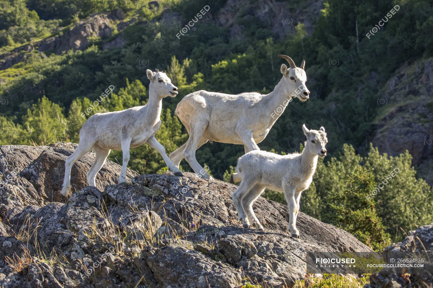 Dall sheep ewe and lambs in the Windy Point area outside Anchorage ...