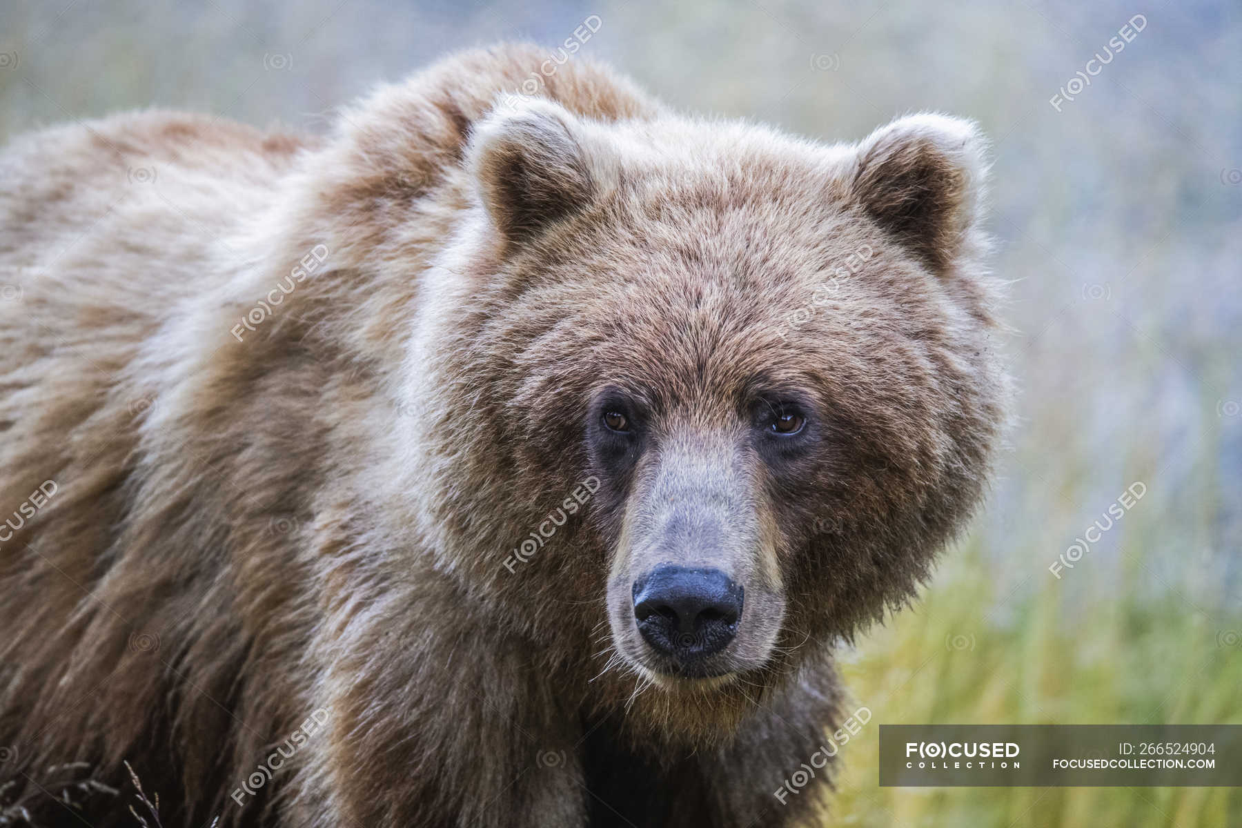 Nahaufnahme Von Grizzlybär In Freier Wildbahn Selektiver Fokus