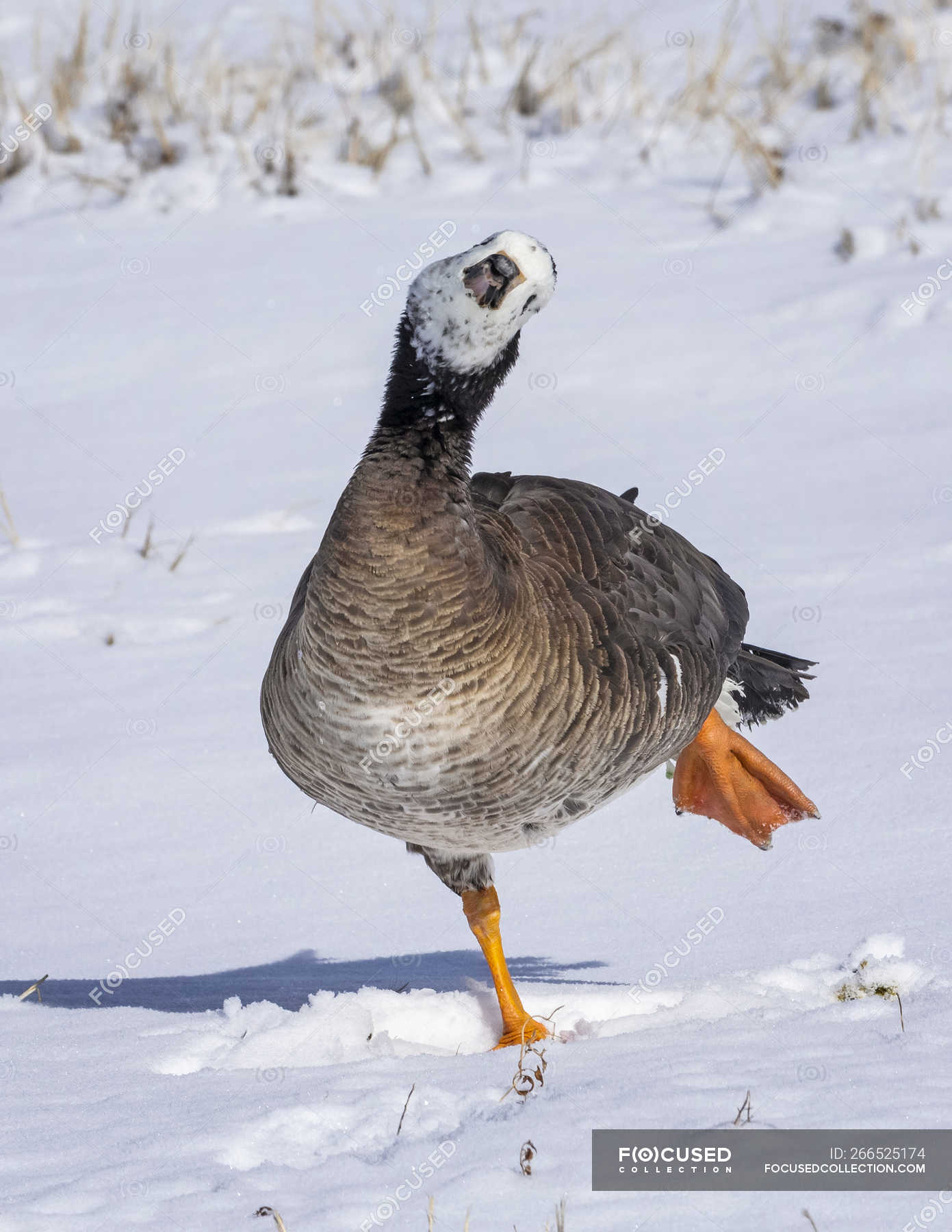 Common Goldeneye duck walking in the snow with it's face covered in