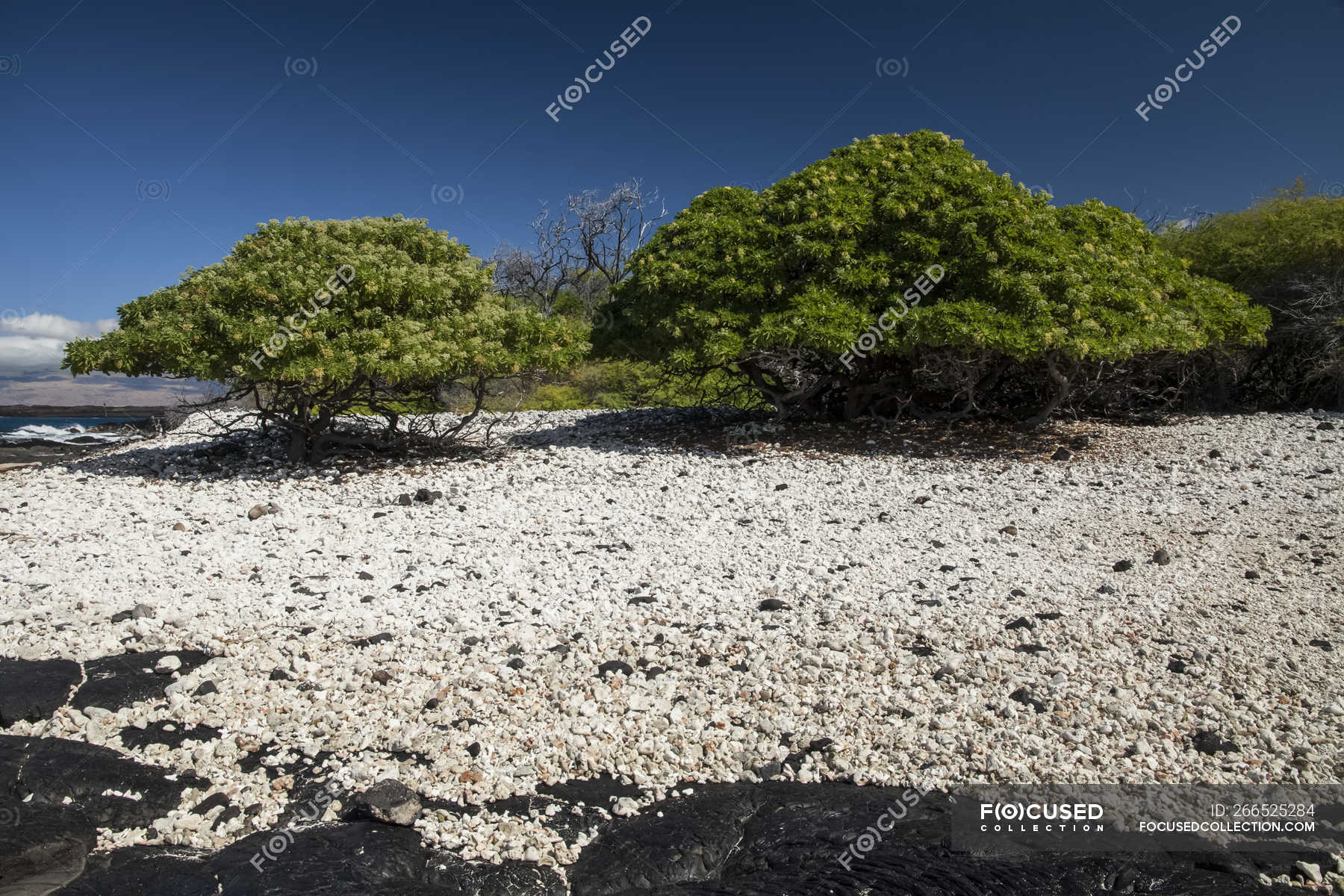 Heliotrope trees, coral and black rocks and sand on an isolated beach on Pueo Bay, North Kona