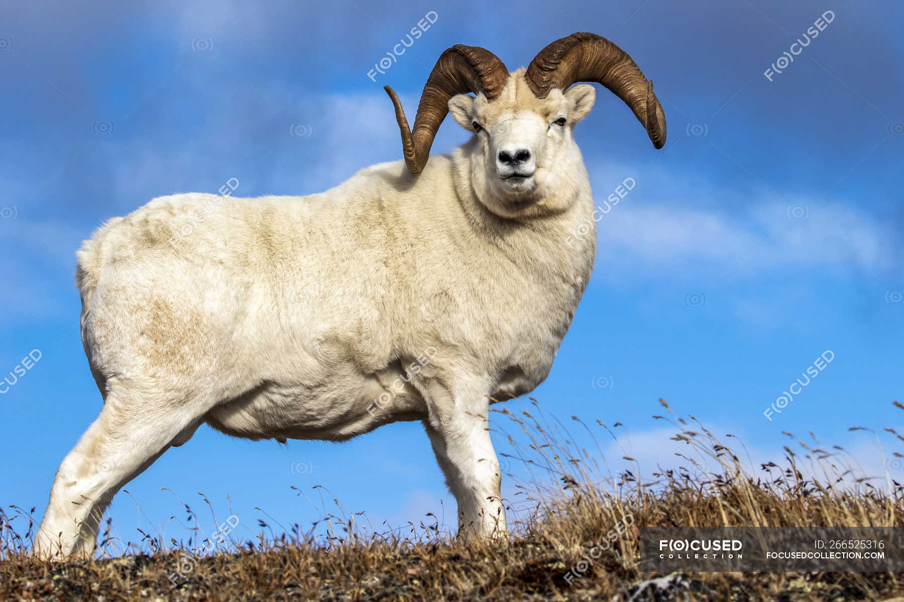 Dall Sheep ram in Denali National Park and Preserve in Interior Alaska