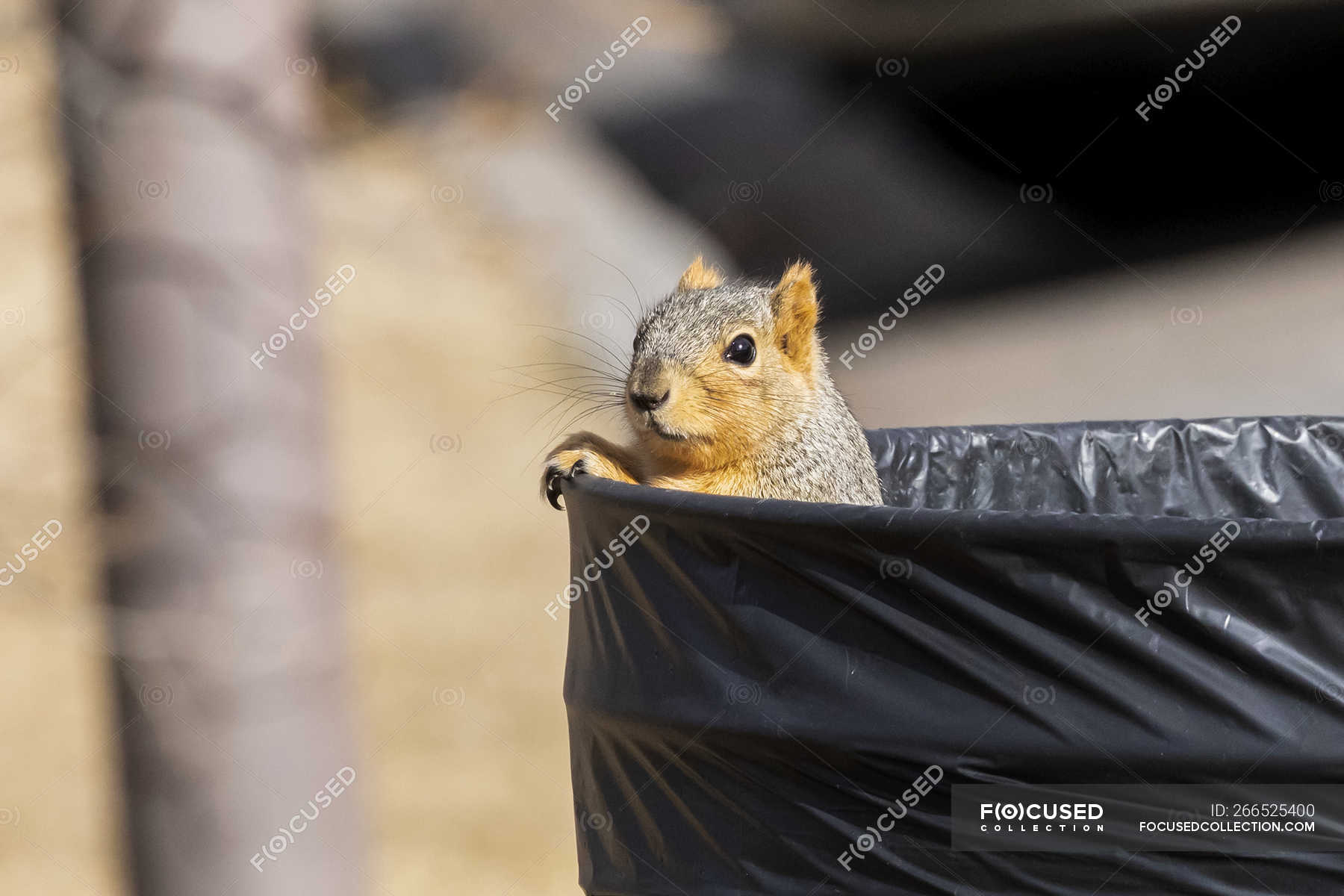 Red Fox Squirrel Peeking Out From Inside A Garbage Can Tree Close Up Stock Photo