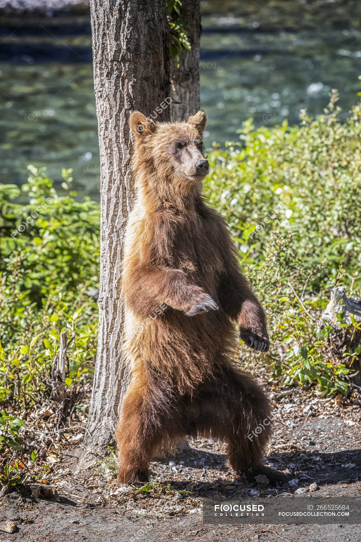 Grizzly Bear Scratching Back Against A Tree While Standing On Hind Legs