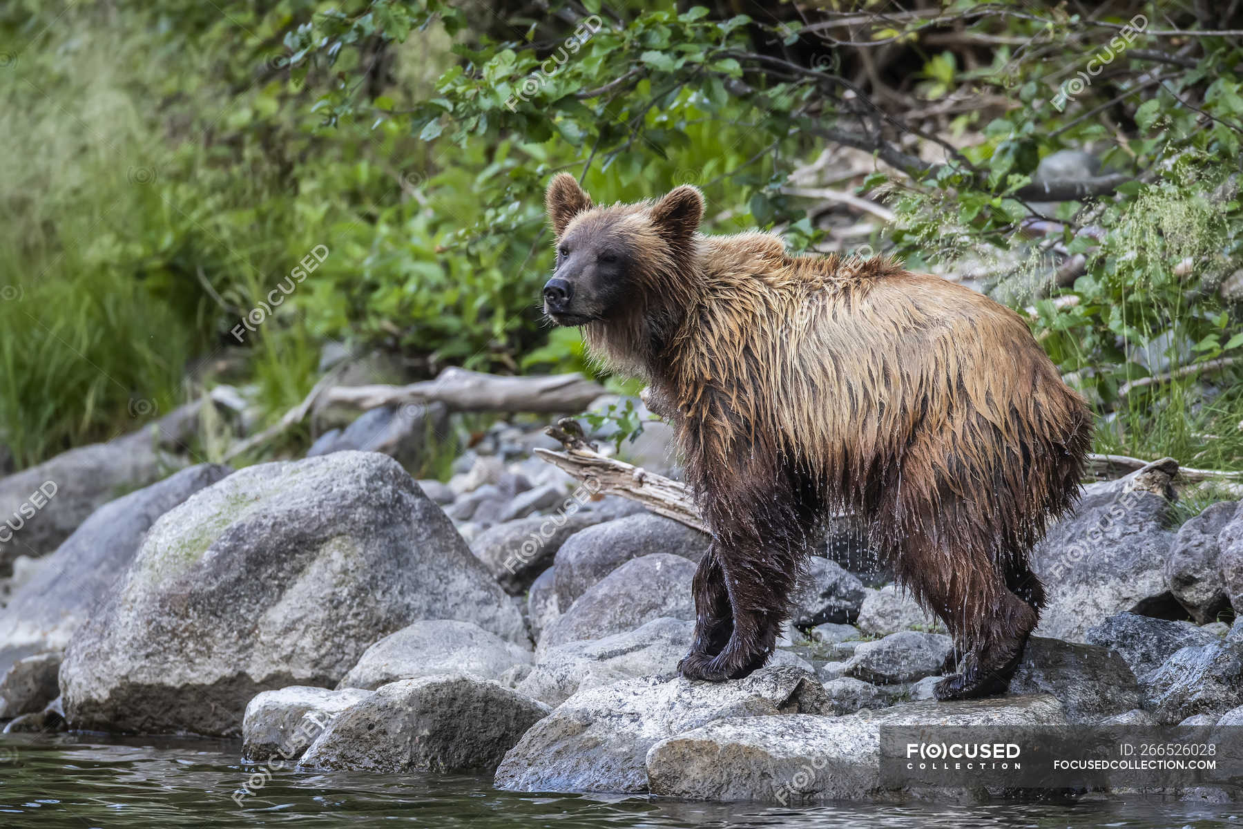 Grizzly bear along the shore of Taku River; Atlin, British Columbia