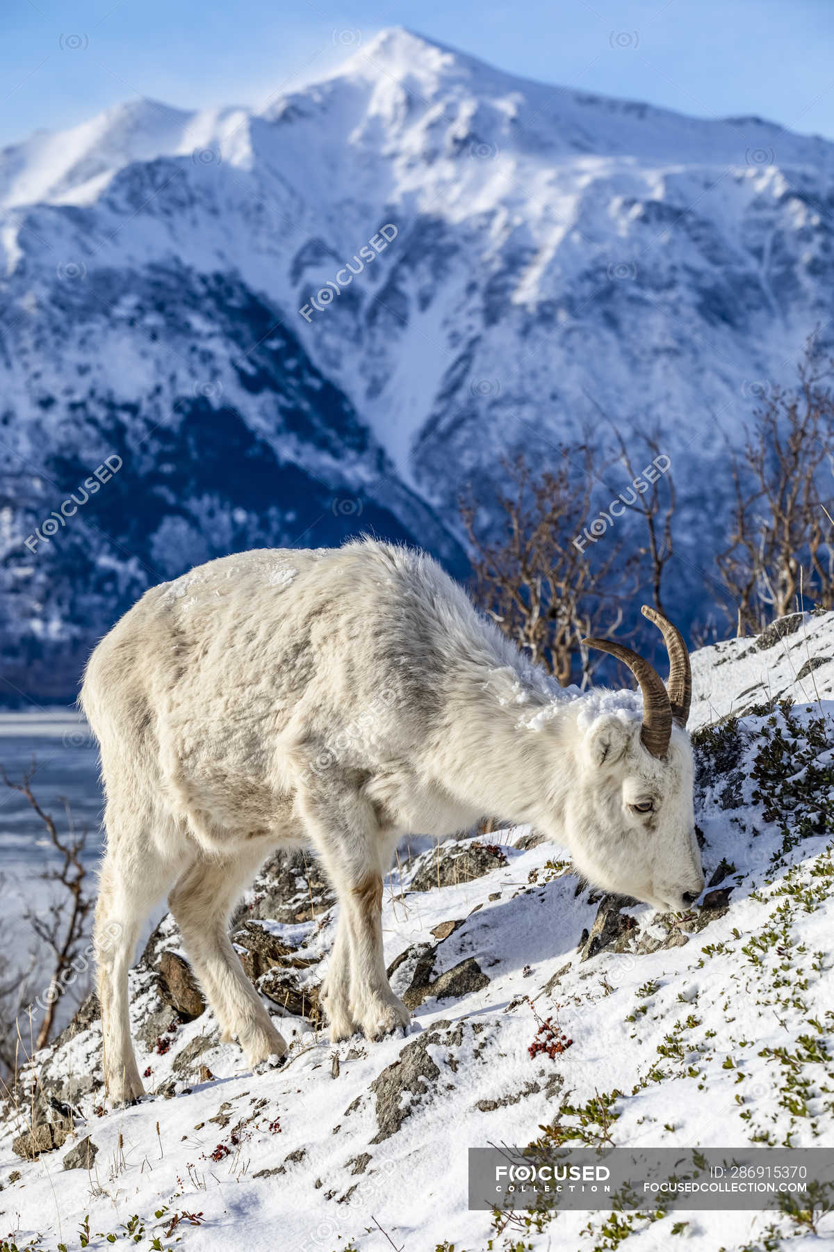Beautiful and majestic dall sheep ewe in wild nature at time, Chugach Mountains, Alaska, United States of America — travel, - Stock Photo | #286915370