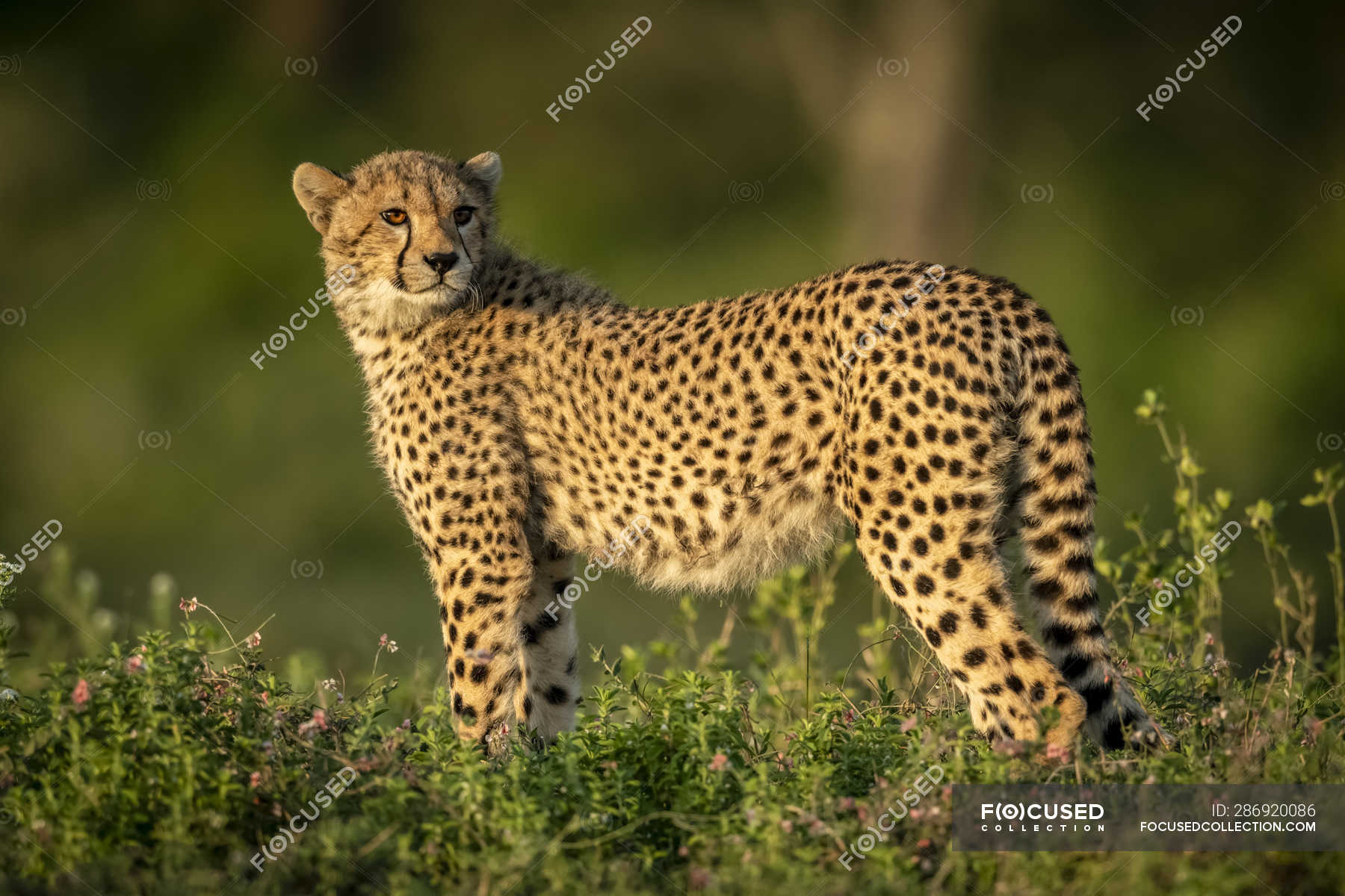 Share price cheetah Cheetah Holdings