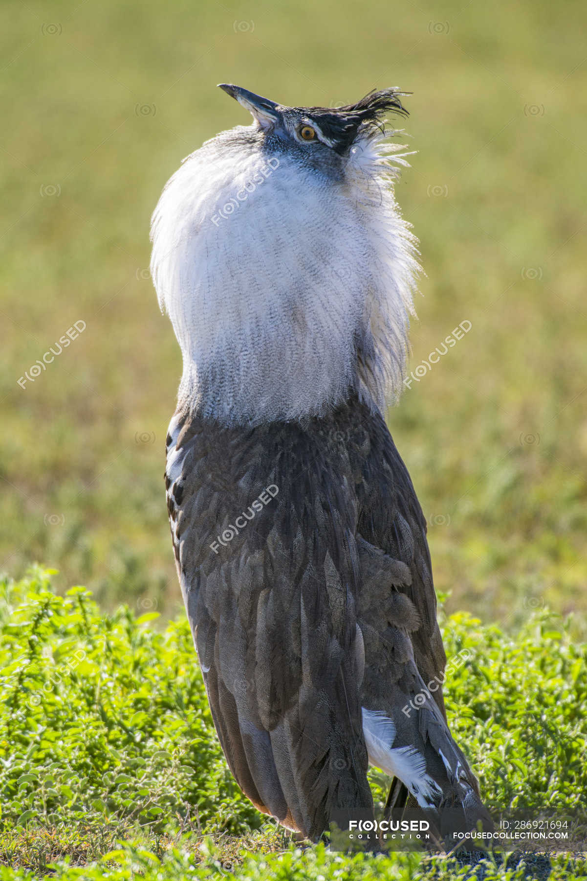 Male Kori Bustard Ardeotis Kori In Mating Display In Ngorongoro Crater Ngorongoro Conservation Area Tanzania Male Animal Flying Bird Stock Photo