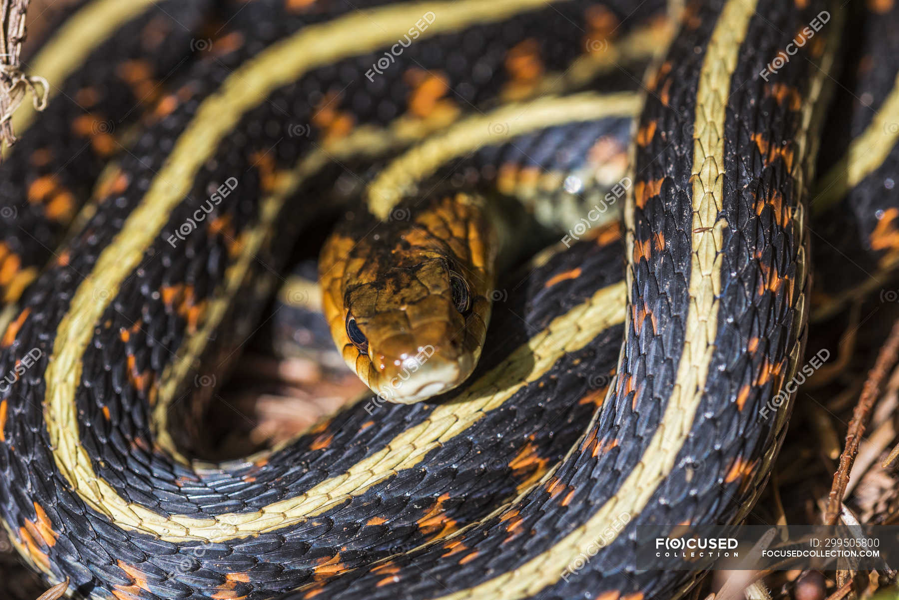 Western Garter Snake (Thamnophis Elegans) On A Spring Day; Brownsmead ...