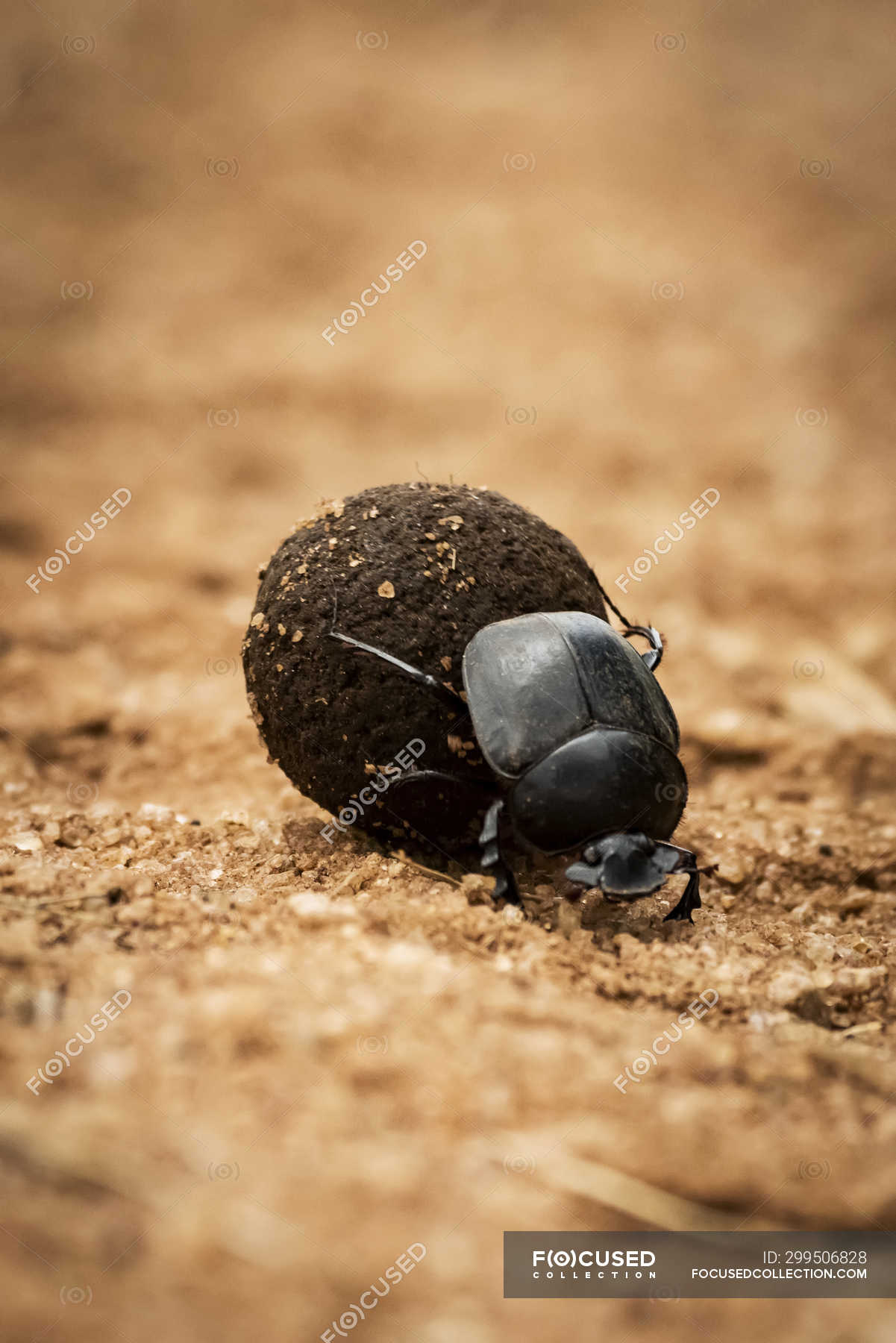 Навозный жук (Scarabaeoidea), катающий мяч на дорожке, Серенги ...