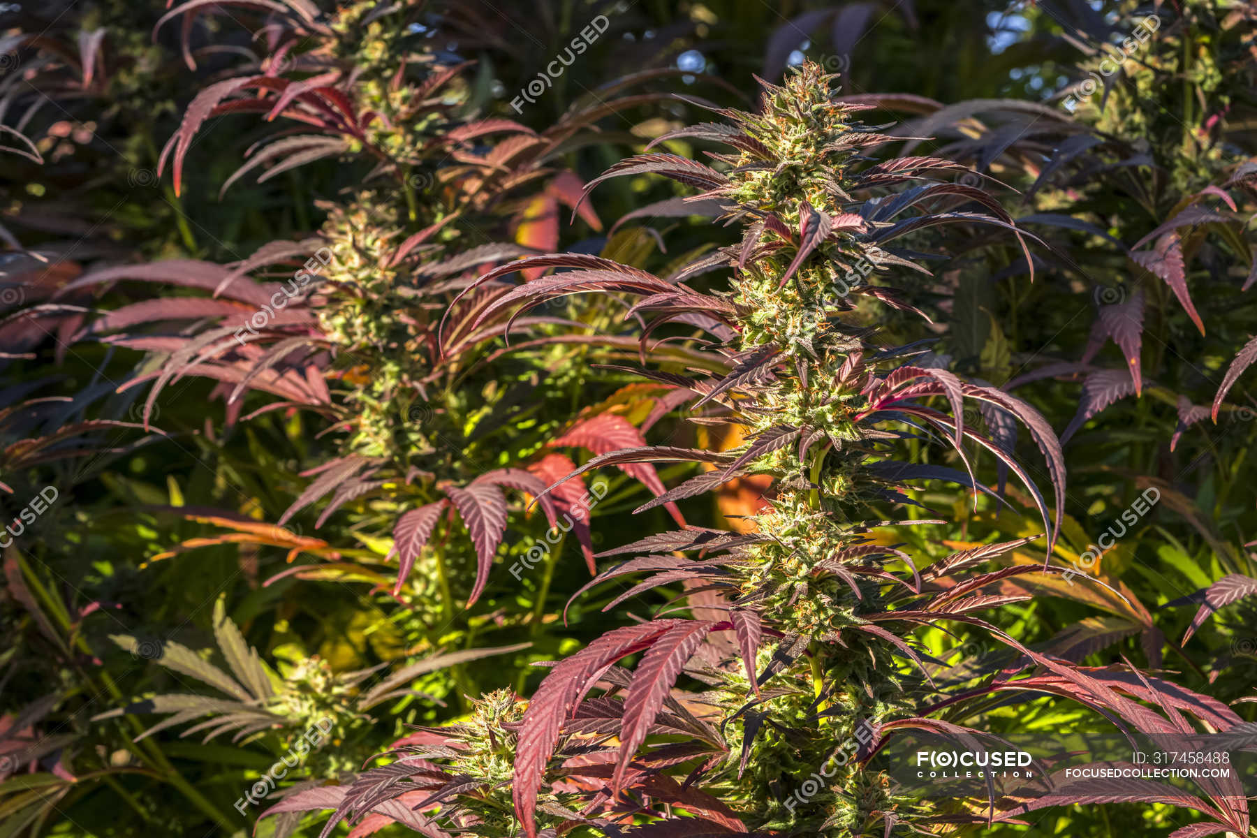 Flowering time for Panama Red pot feminized seed