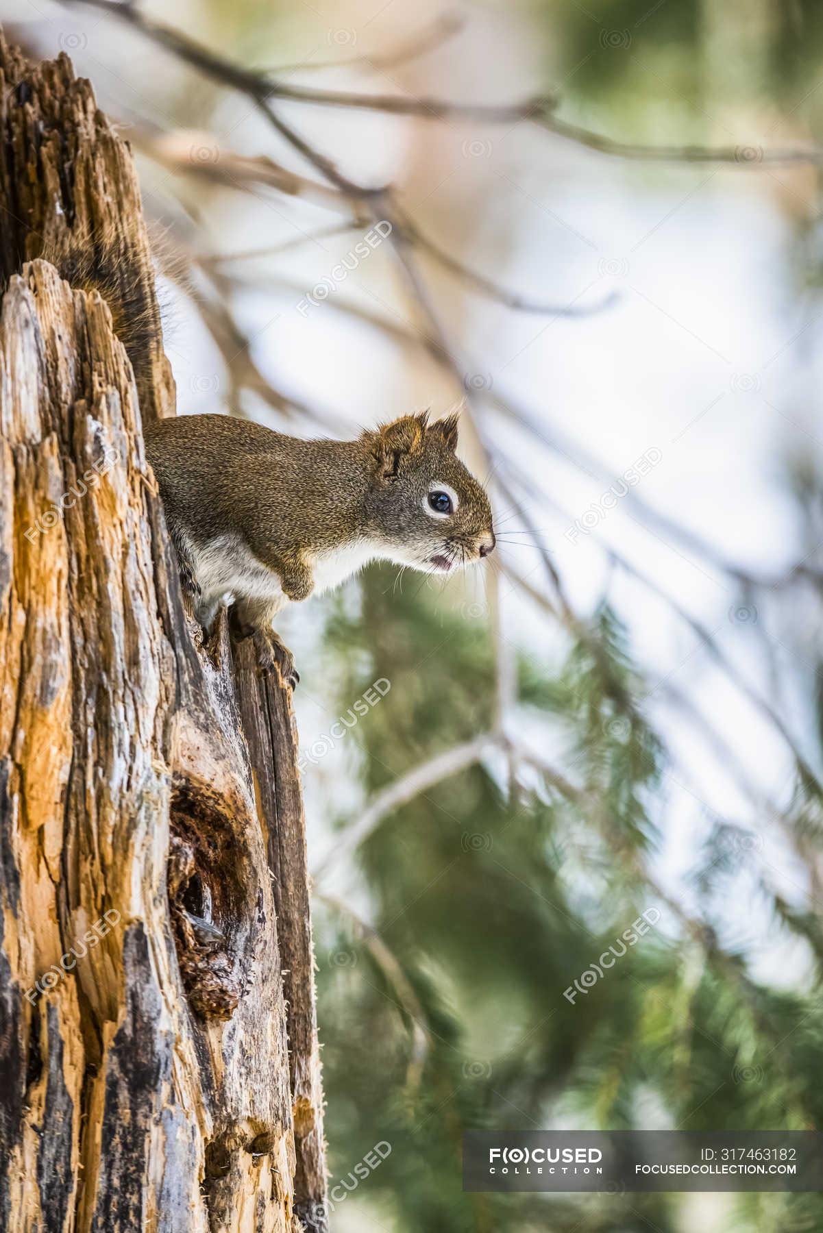 American Red Squirrel (Tamiasciurus hudsonicus) peering from jagged ...