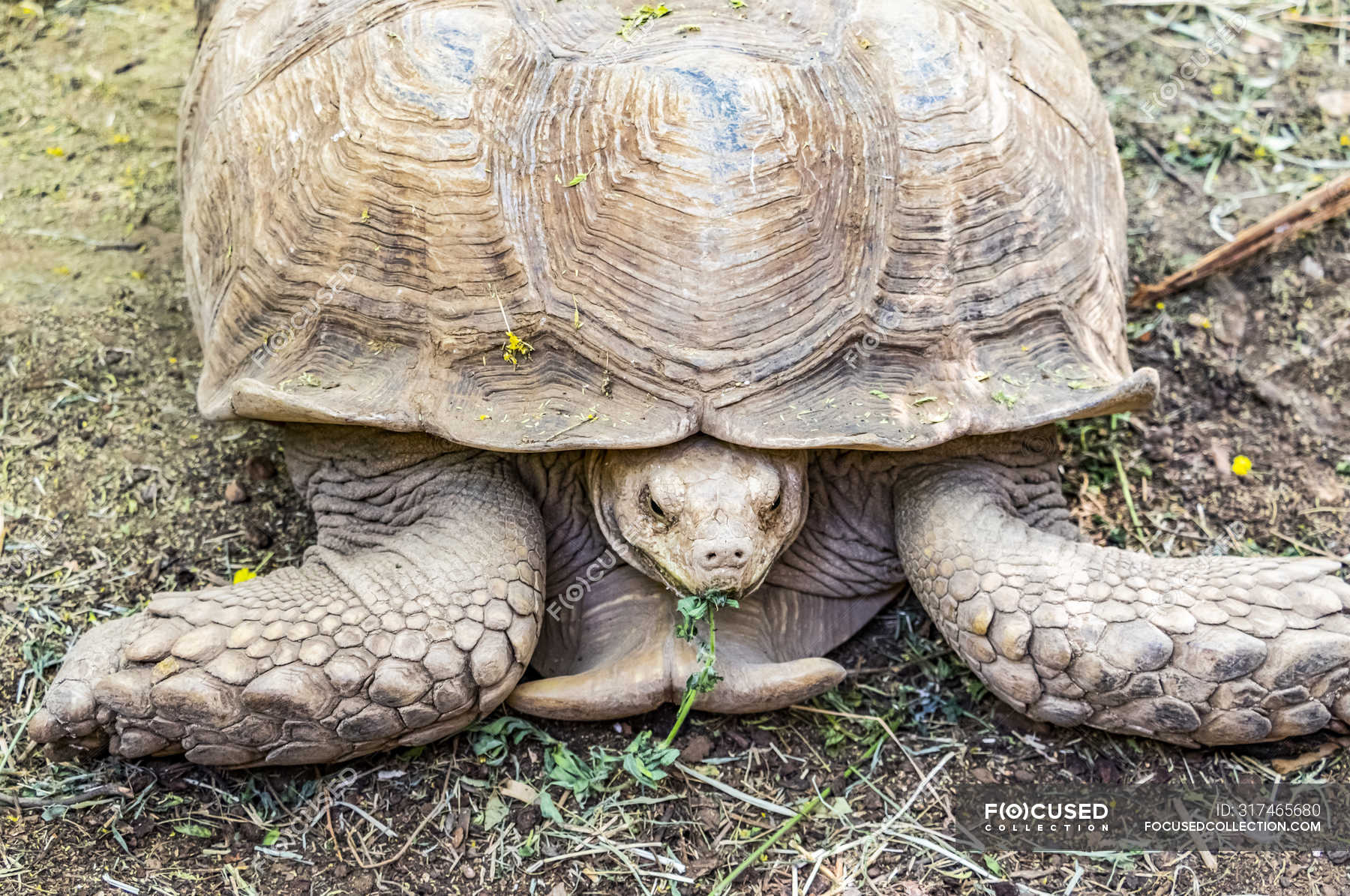 Turtle on the ground eating a plant; Al Huqnah, Khartoum, Sudan ...