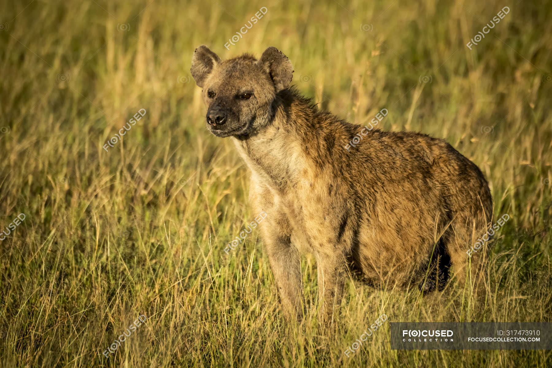 Spotted hyena at long grass in wild nature — outdoors, landscape - Stock  Photo | #317473910
