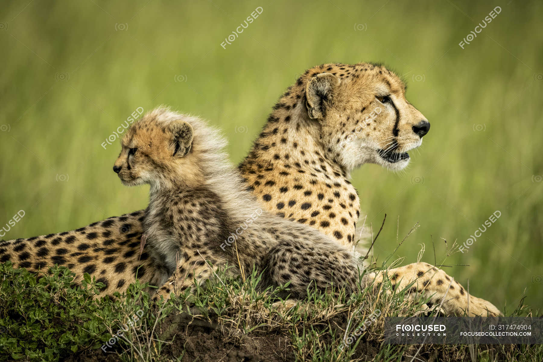 Majestic Cheetahs scenic portrait at wild nature, blurred background ...