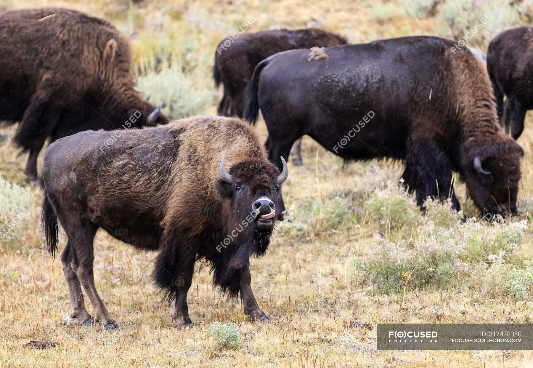 American Bison (Bison bison) grazing on grass and plants, Yellowstone ...