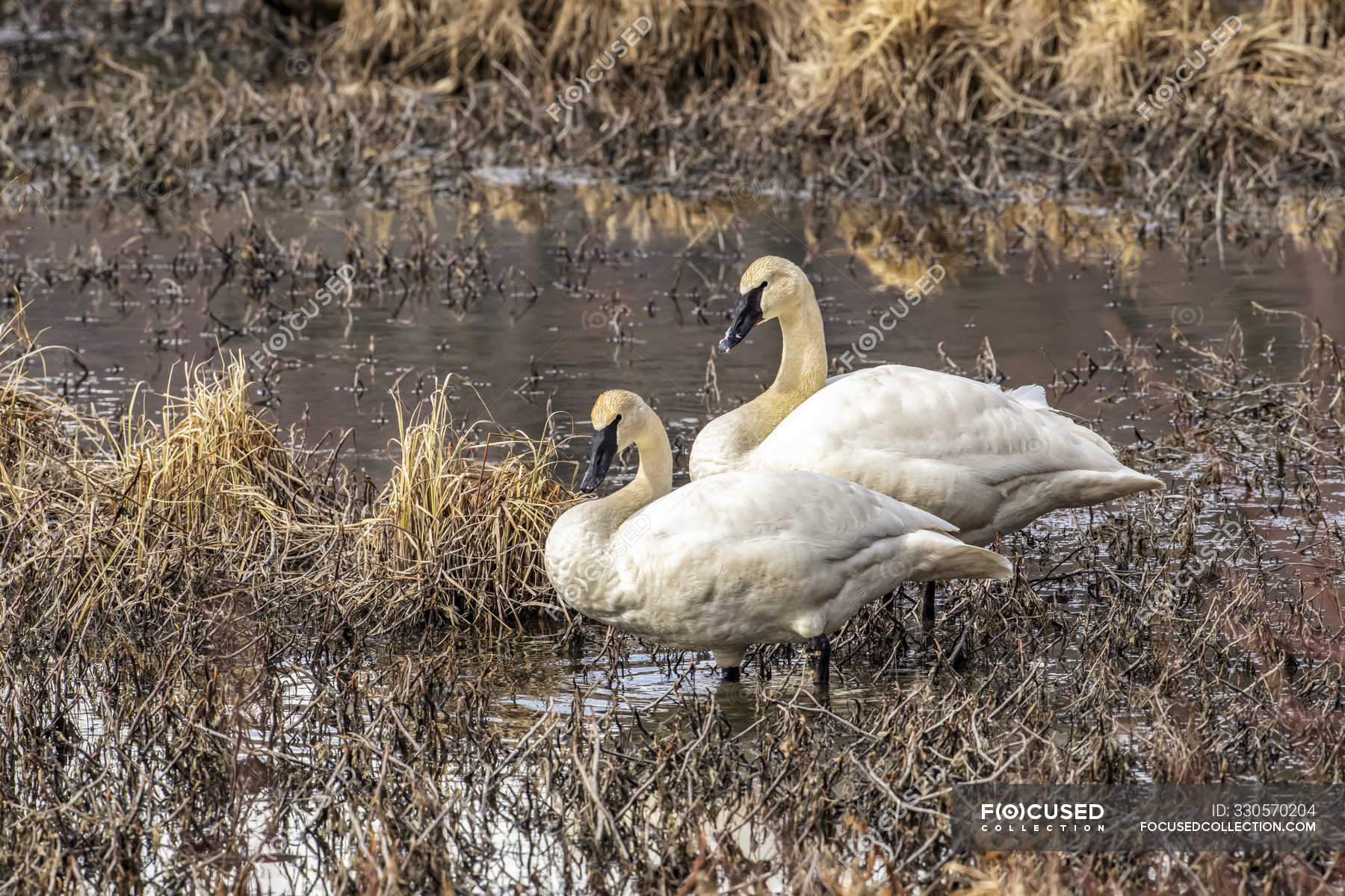 trumpeter swan nest