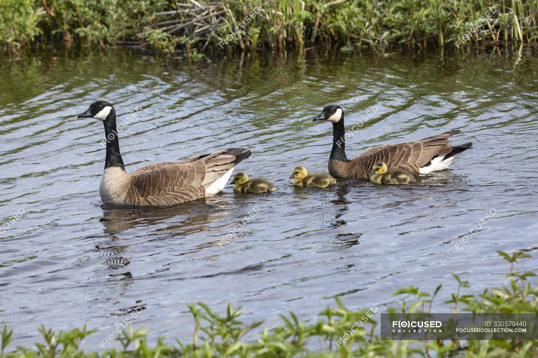 A pair of Canada geese (Branta canadensis) swimming in Potter Marsh