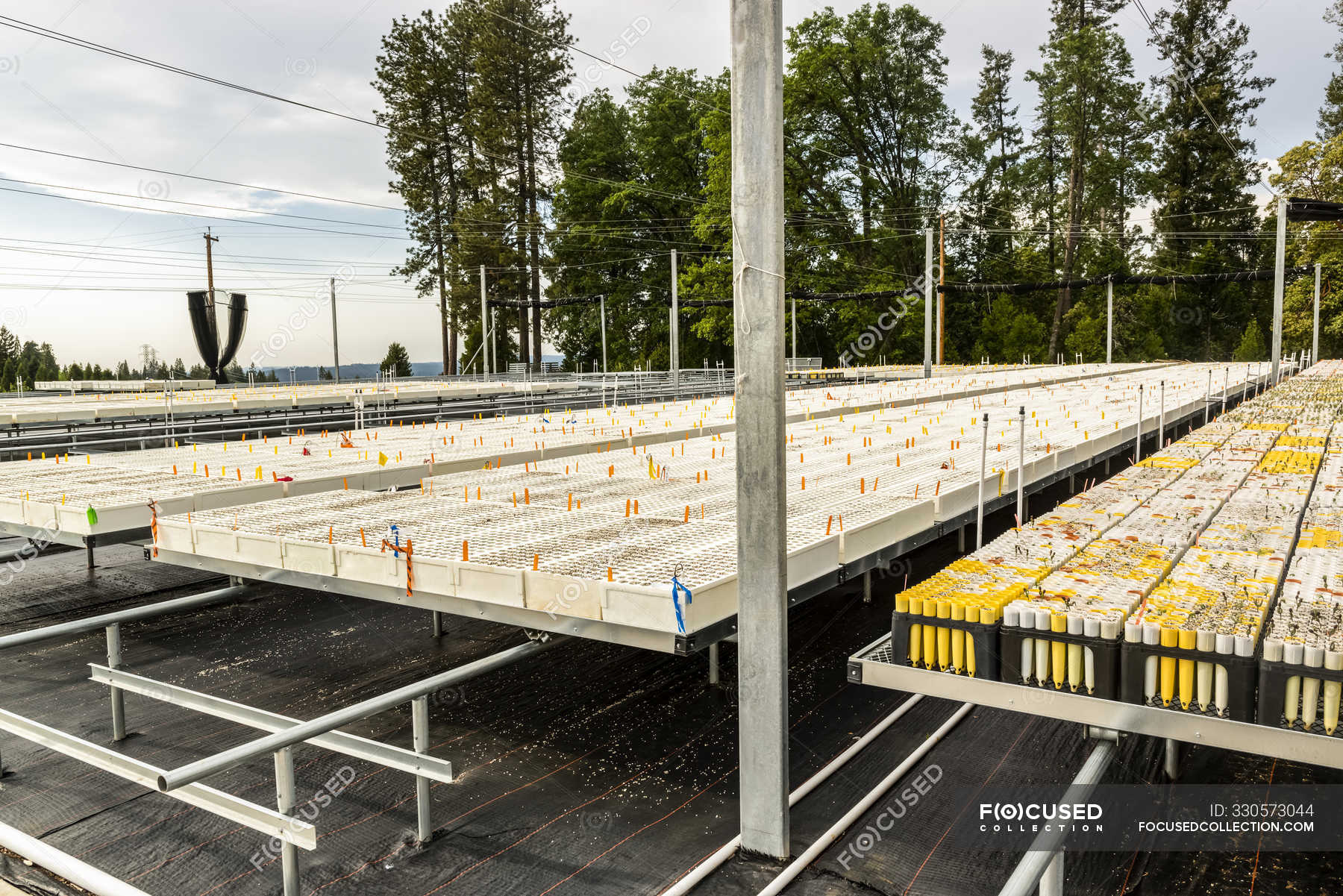 Outdoor container grown tree seedling nursery, USDA Forest Service
