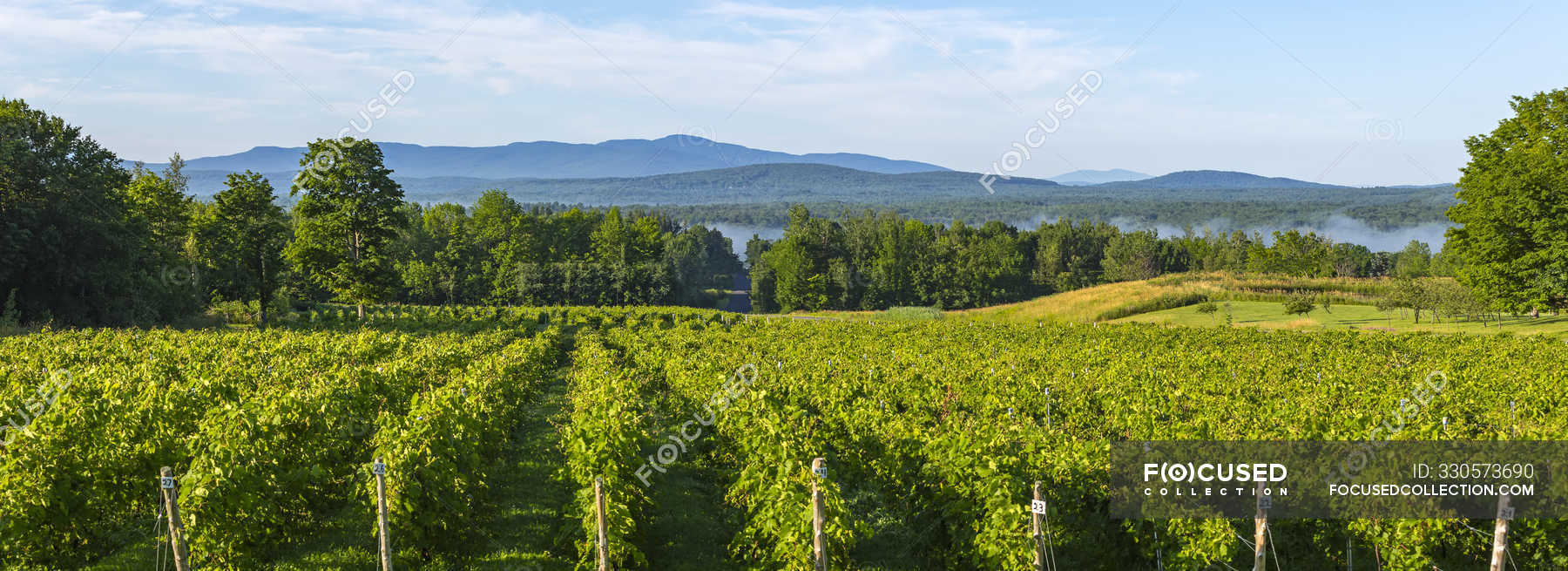 Vineyard with mountains in the distance; Shefford, Quebec, Canada