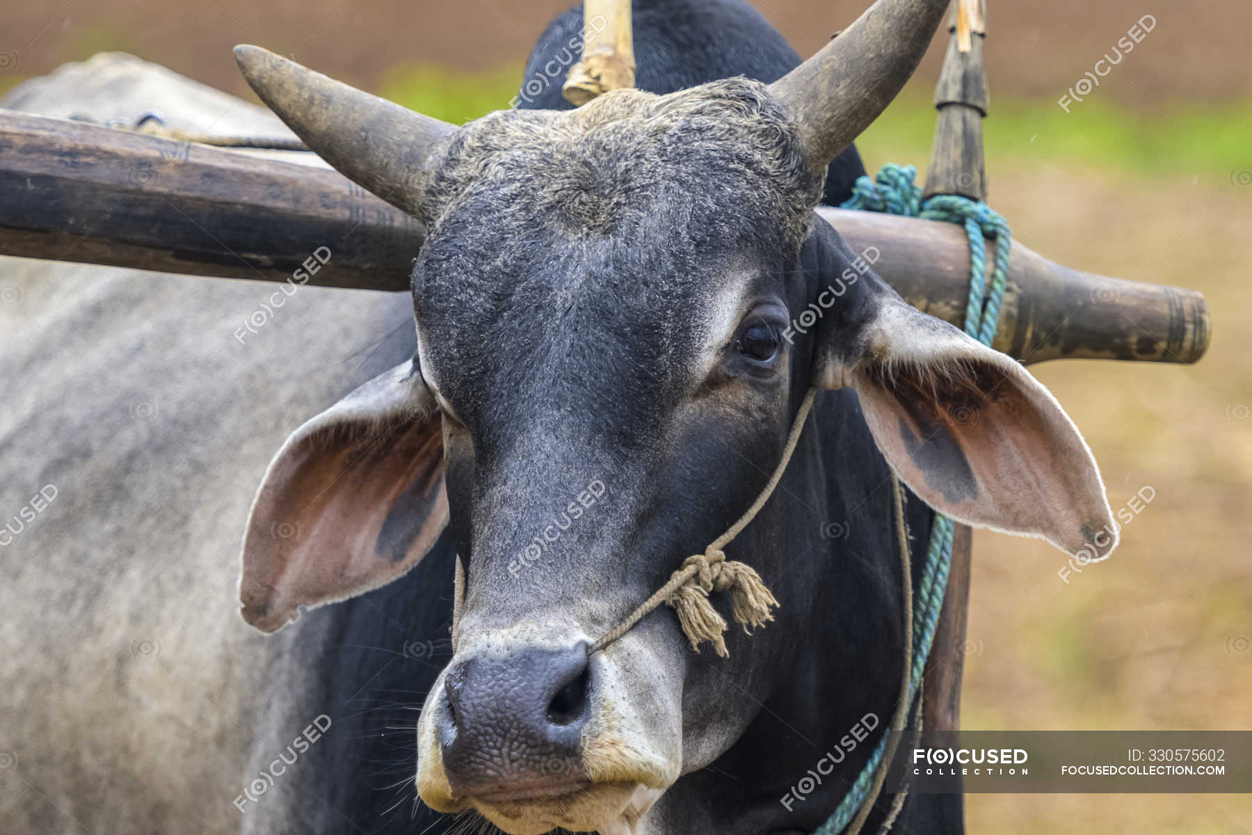Buffalo wearing a yoke; Shan State, Myanmar — rural, Front View - Stock  Photo | #330575602