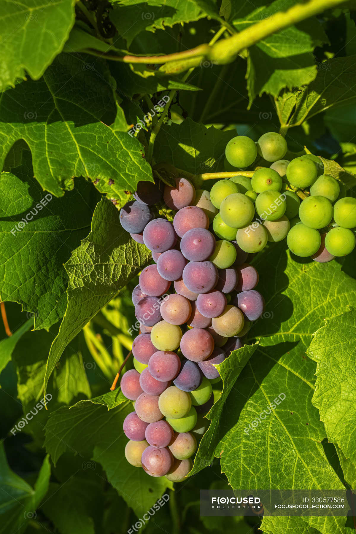 Frontenac Noir Grapes ripening in a cluster on a vine; Shefford, Quebec