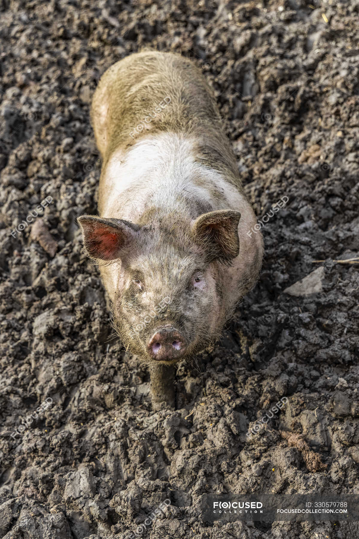 Dirty pig standing in mud and looking up at the camera; Northumberland